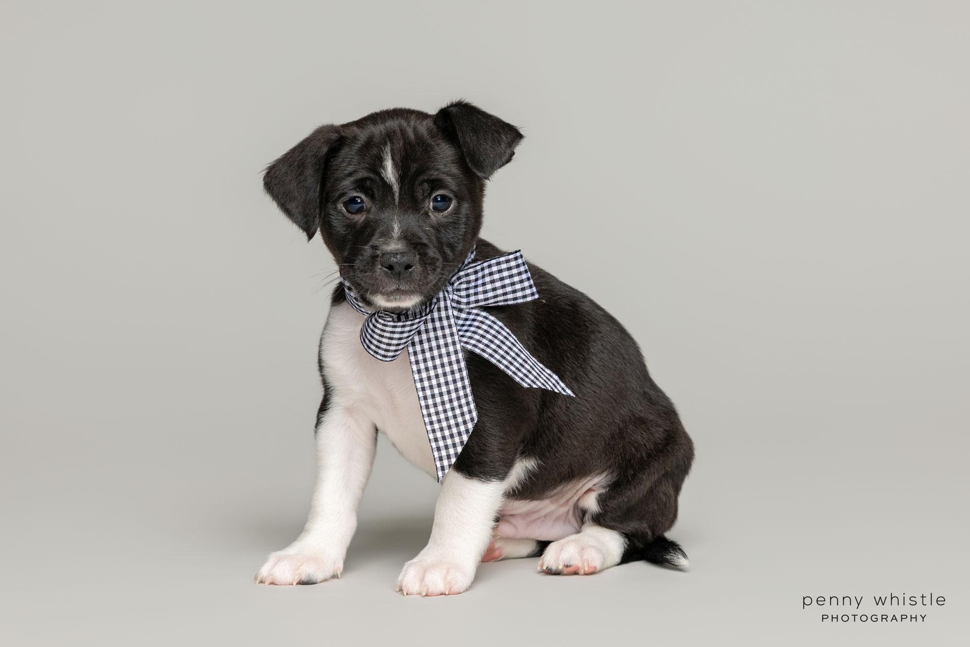 Prince, a Adoptable mixed breed in Coppell, TX image 4/6