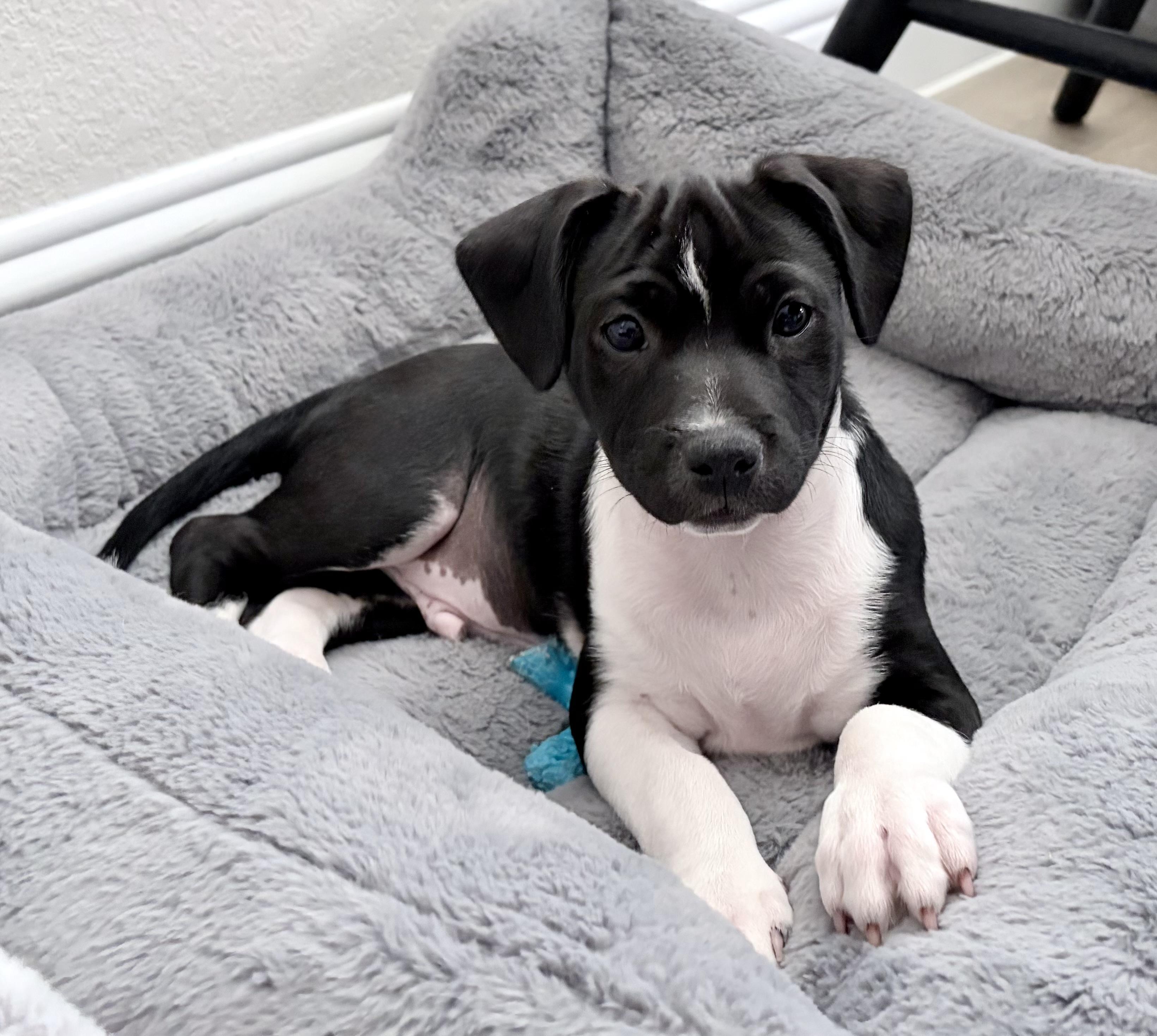Prince, a Adoptable mixed breed in Coppell, TX image 2/6
