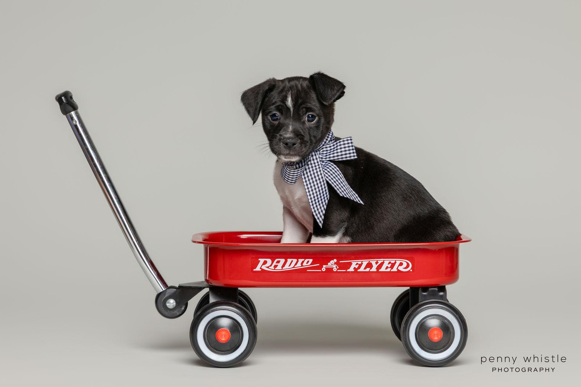 Prince, a Adoptable mixed breed in Coppell, TX image 5/6