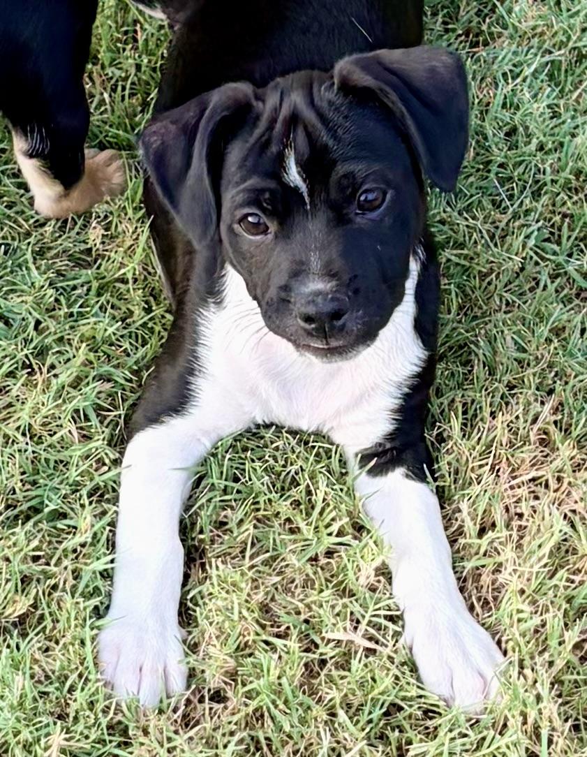 Prince, Adoptable, Puppy Male Terrier.