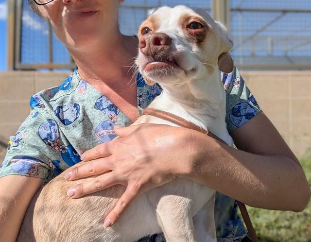 APOLLO, Adoptable, Young Male Terrier & Mixed Breed.