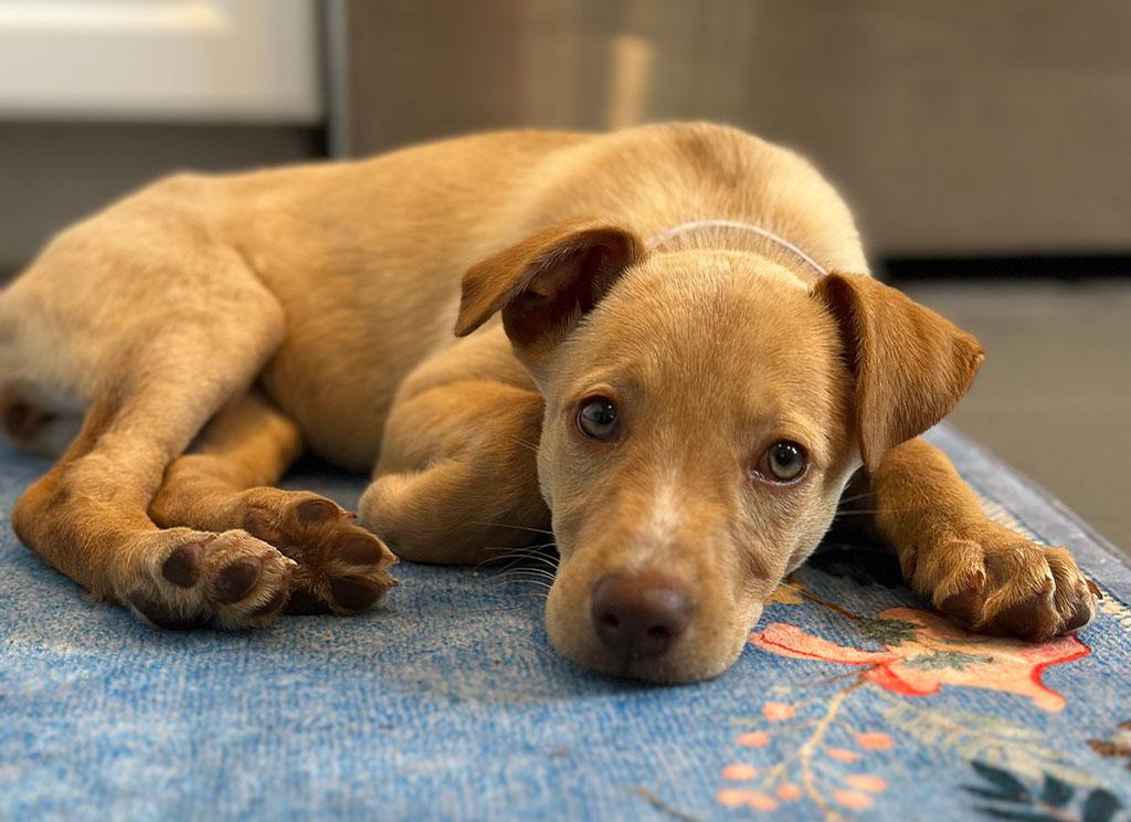 Adopted-Sadie, ADOPTABLE, Puppy Female Labrador Retriever & Terrier.
