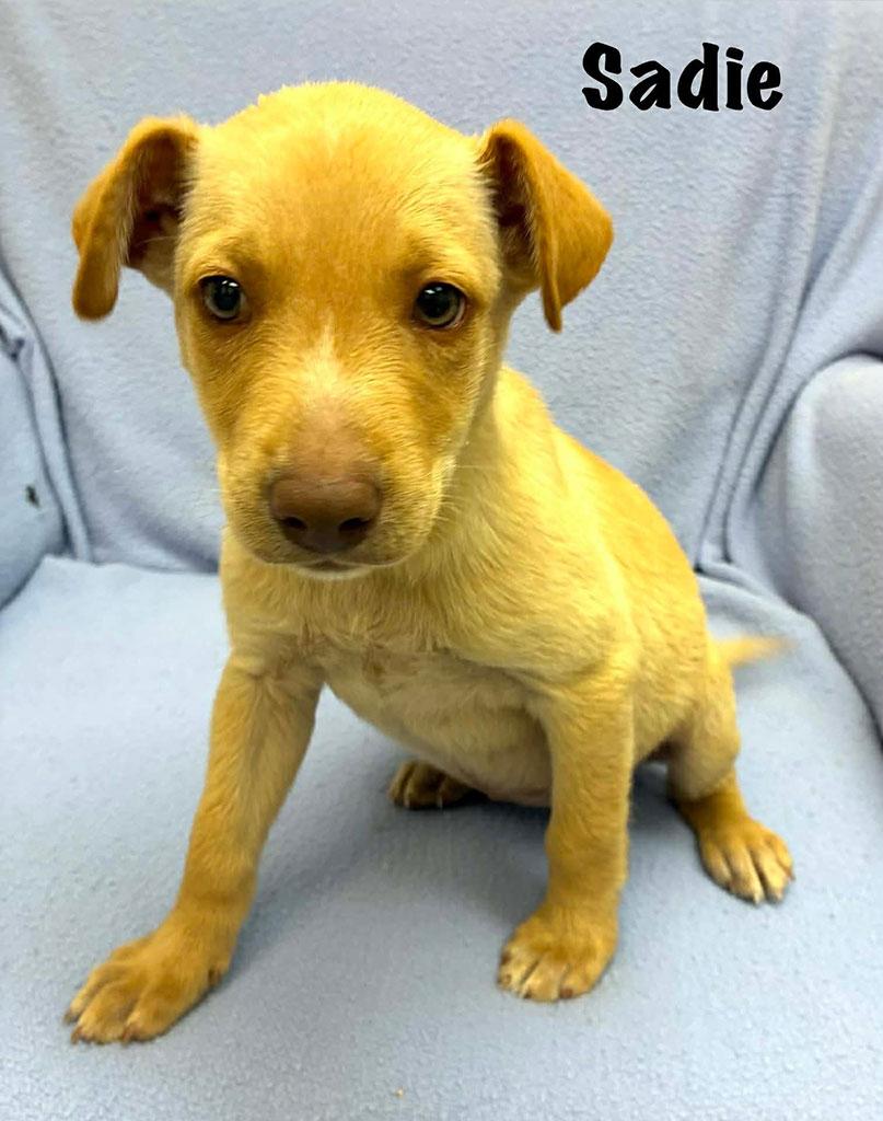Enlarge Adopted-Sadie, a ADOPTABLE mixed breed in Bowie, MD image 3/3
