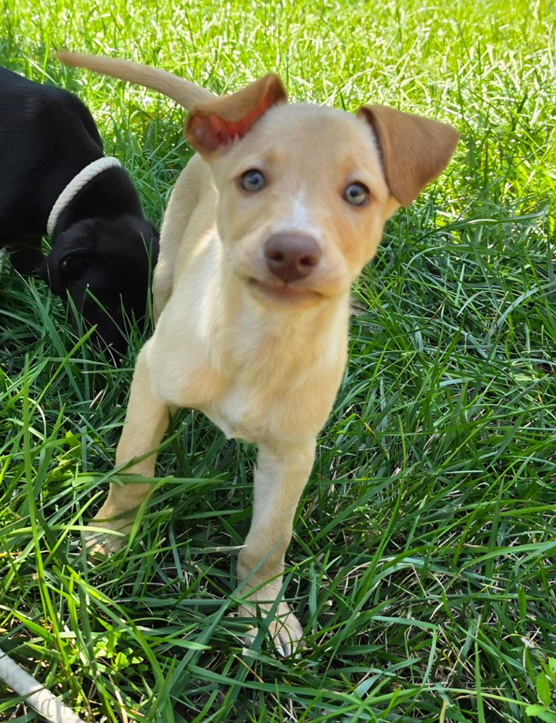 Enlarge Adopted-Sadie, a ADOPTABLE mixed breed in Bowie, MD image 2/3