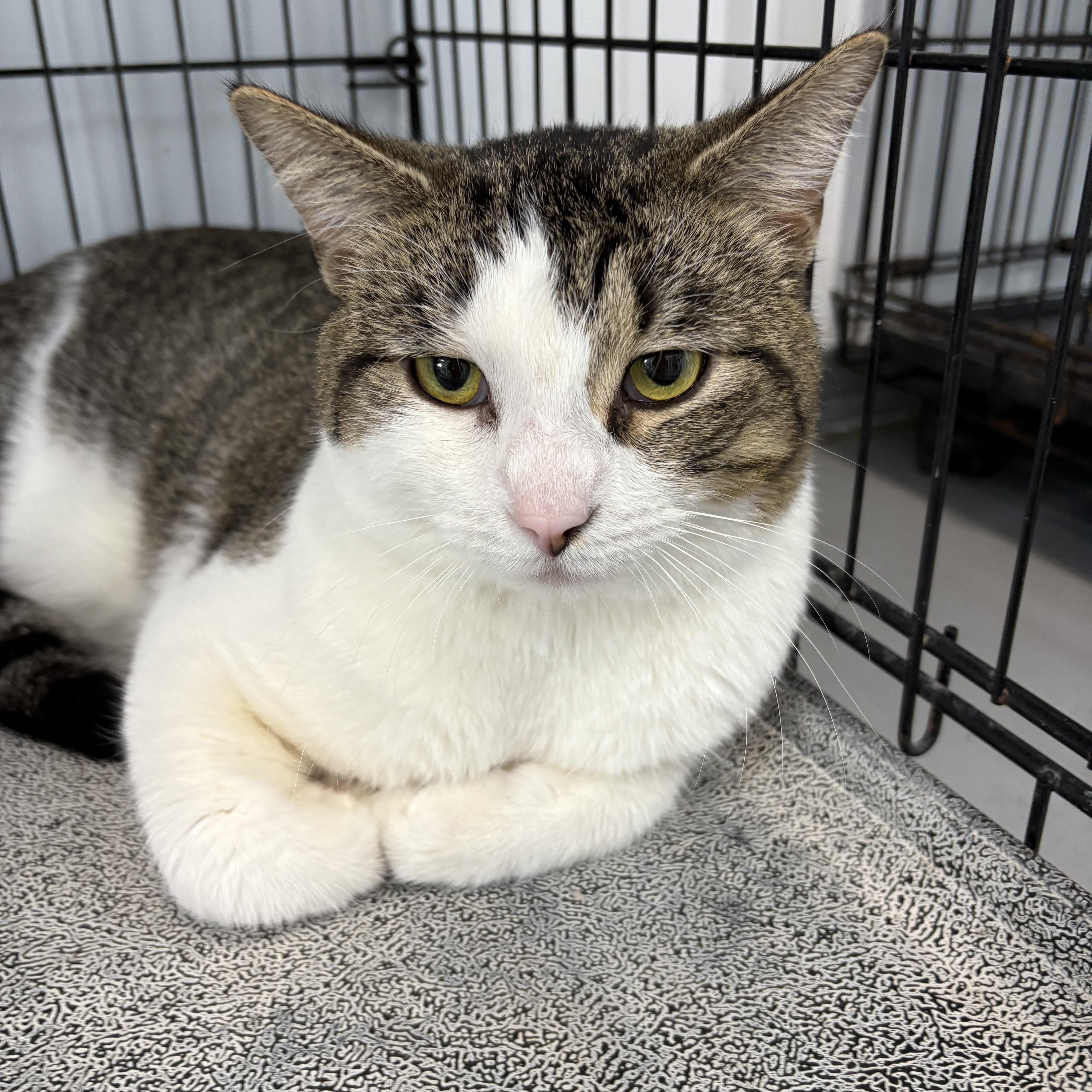 Odie, ADOPTABLE, Adult Male American Shorthair.