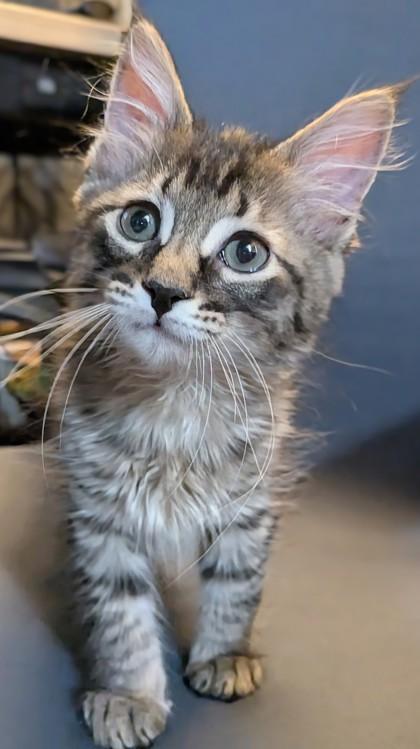 Ono, Adoptable, Kitten Male Domestic Medium Hair & Domestic Short Hair.