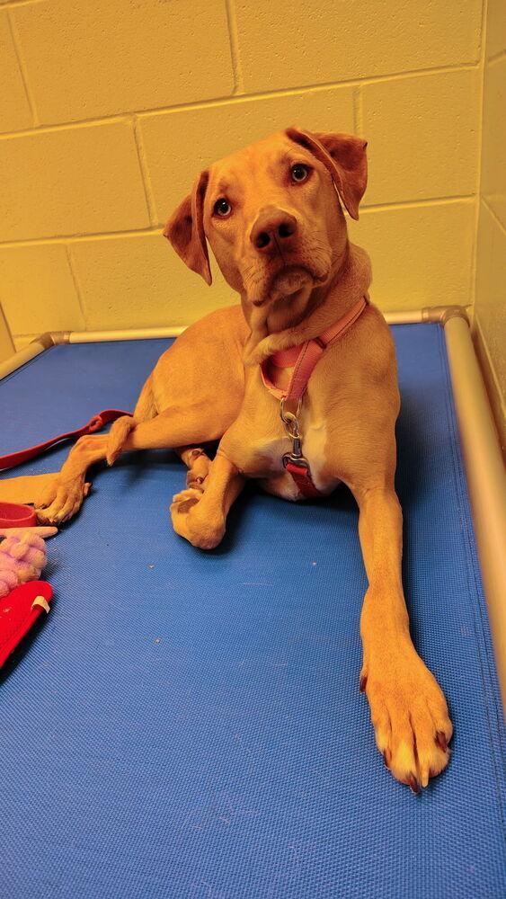 Raspberry, Adoptable, Adult Female Mountain Cur.