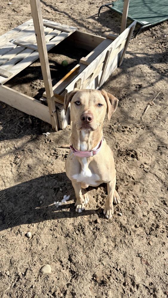 Enlarge Raspberry, a Adoptable mixed breed in Kalamazoo, MI image 2/3