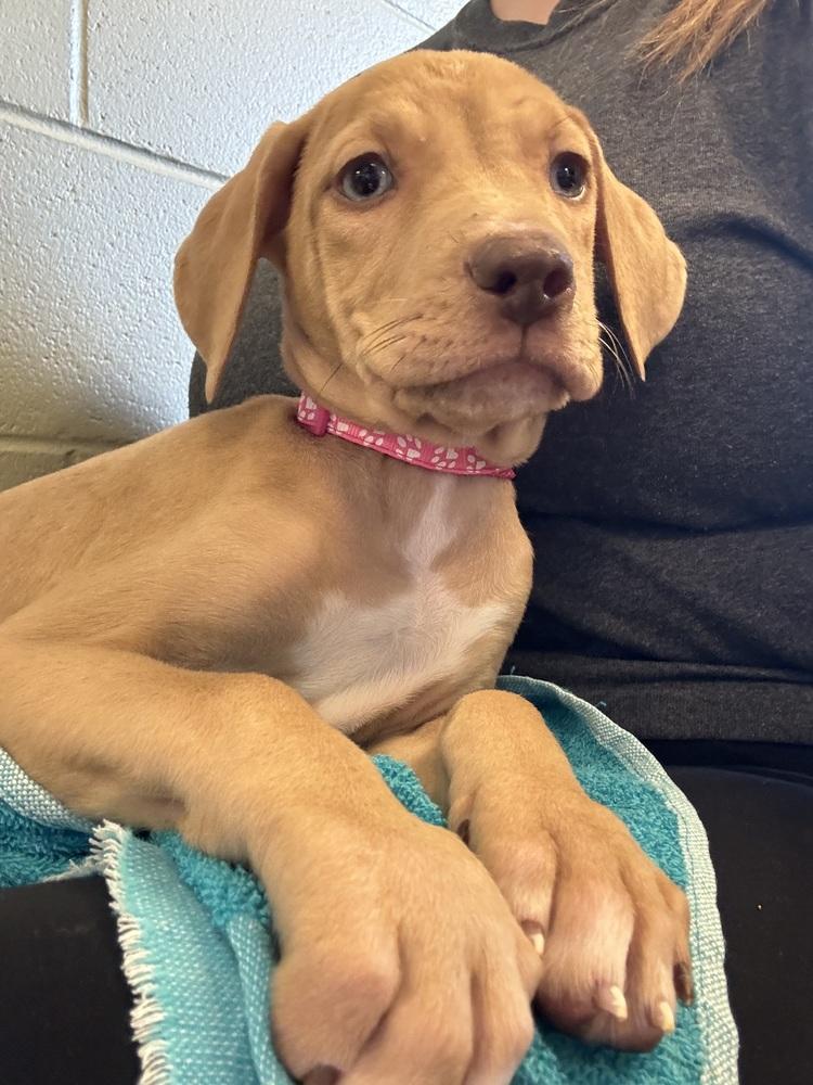 Enlarge Raspberry, a Adoptable mixed breed in Kalamazoo, MI image 3/3