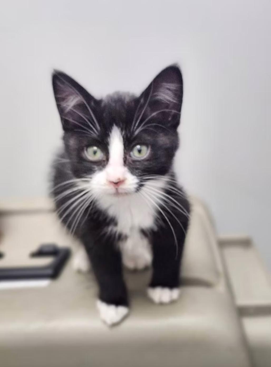 Enlarge Trick, a ADOPTABLE Domestic Short Hair in Calgary, AB image 1/3