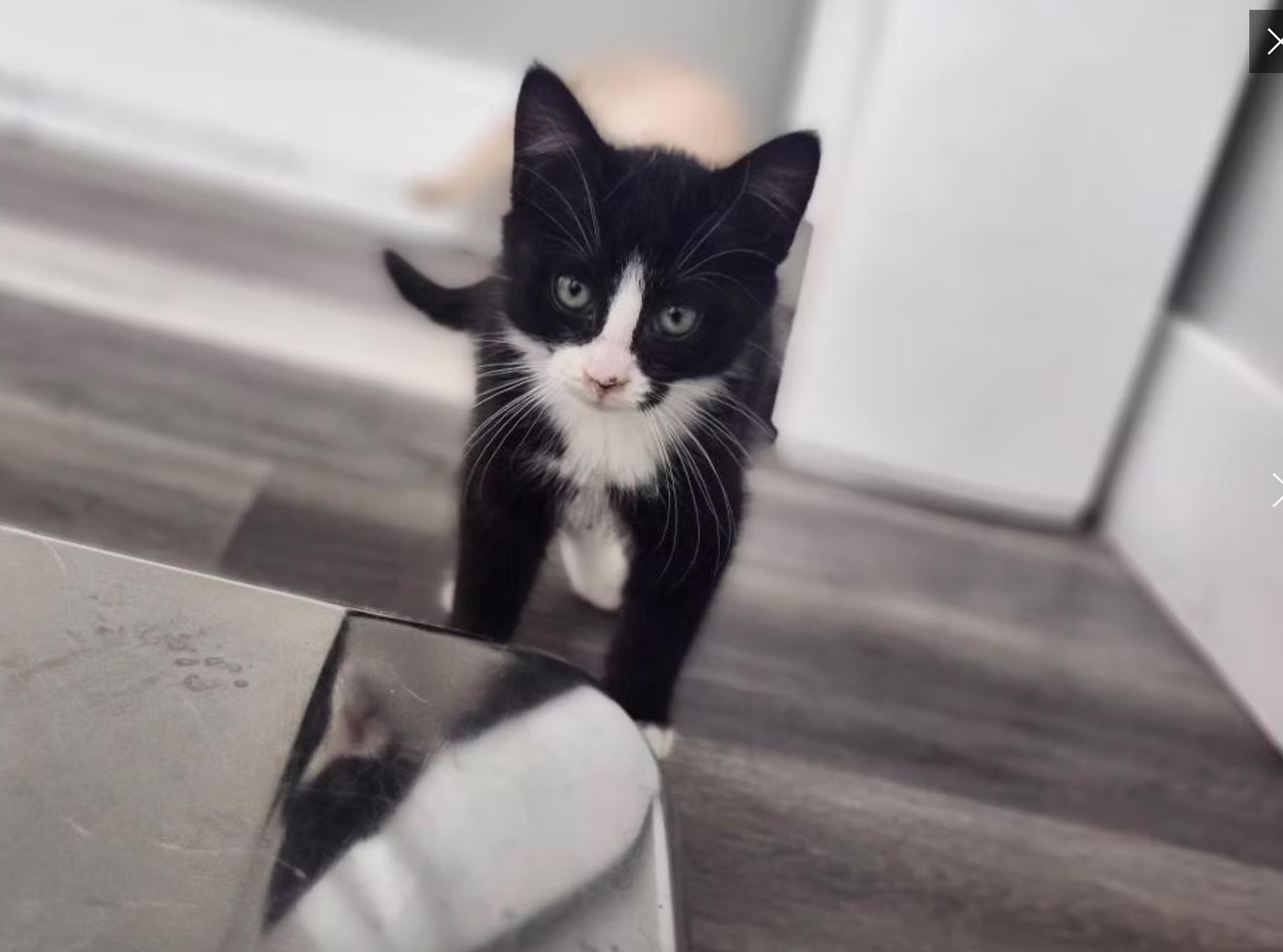 Enlarge Trick, a ADOPTABLE Domestic Short Hair in Calgary, AB image 3/3