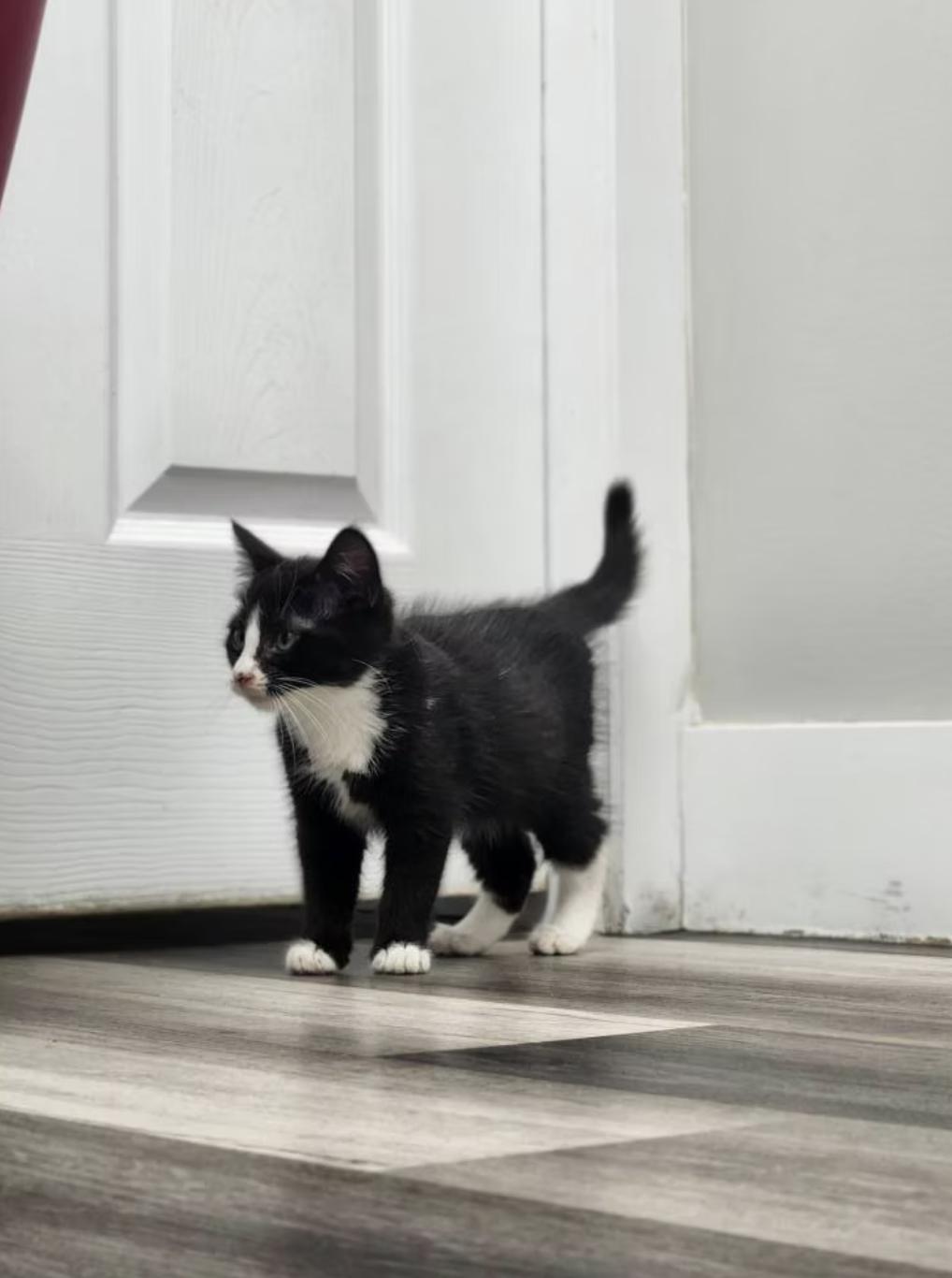 Enlarge Trick, a ADOPTABLE Domestic Short Hair in Calgary, AB image 2/3