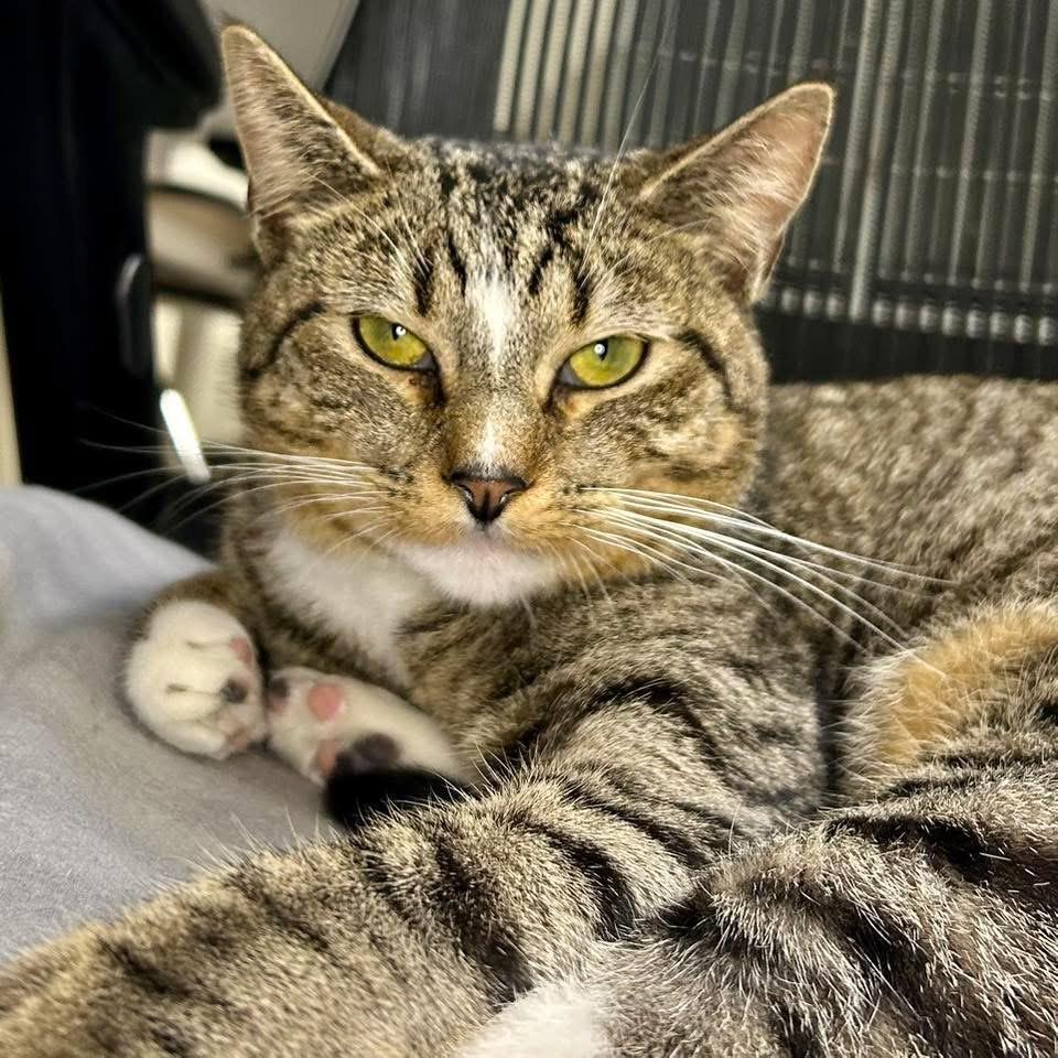 Enlarge Cindy, a ADOPTABLE Domestic Short Hair in Santa Monica, CA image 2/4