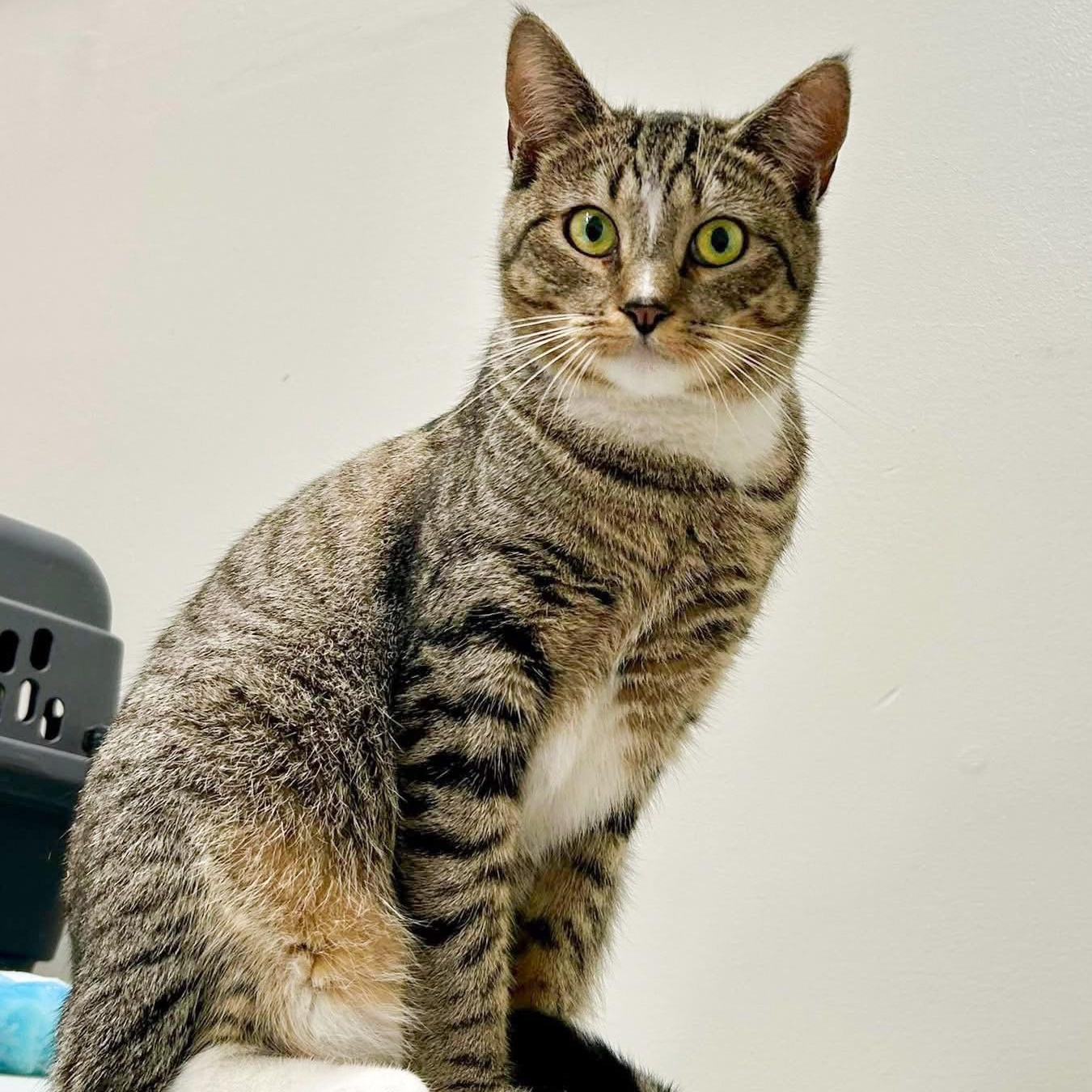 Enlarge Cindy, a ADOPTABLE Domestic Short Hair in Santa Monica, CA image 1/4
