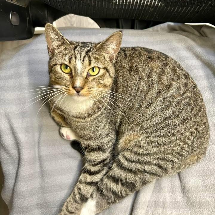 Enlarge Cindy, a ADOPTABLE Domestic Short Hair in Santa Monica, CA image 3/4