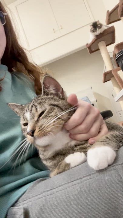 Enlarge Cindy, a ADOPTABLE Domestic Short Hair in Santa Monica, CA video 4/4