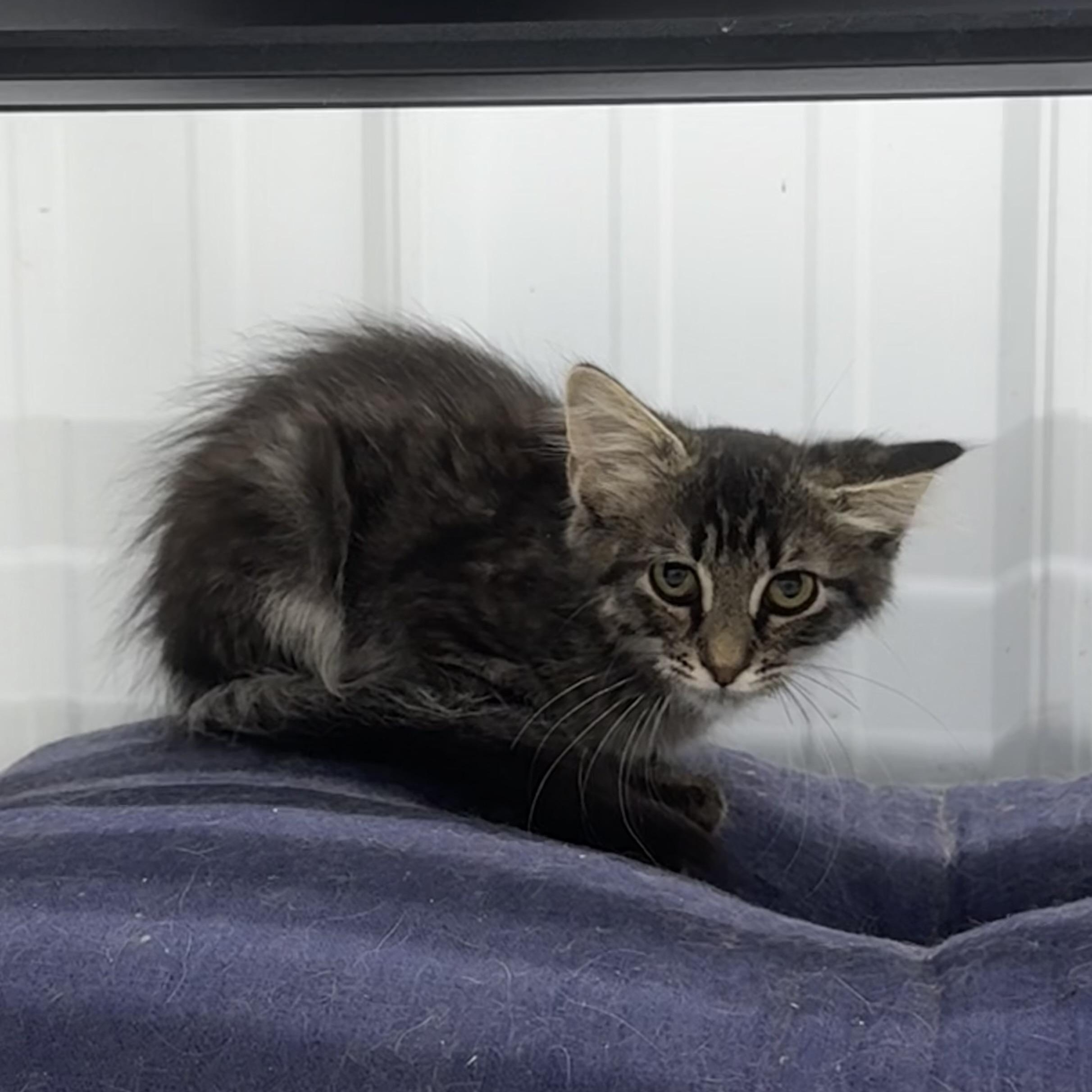 Messi, adopted, Kitten Male Domestic Medium Hair.