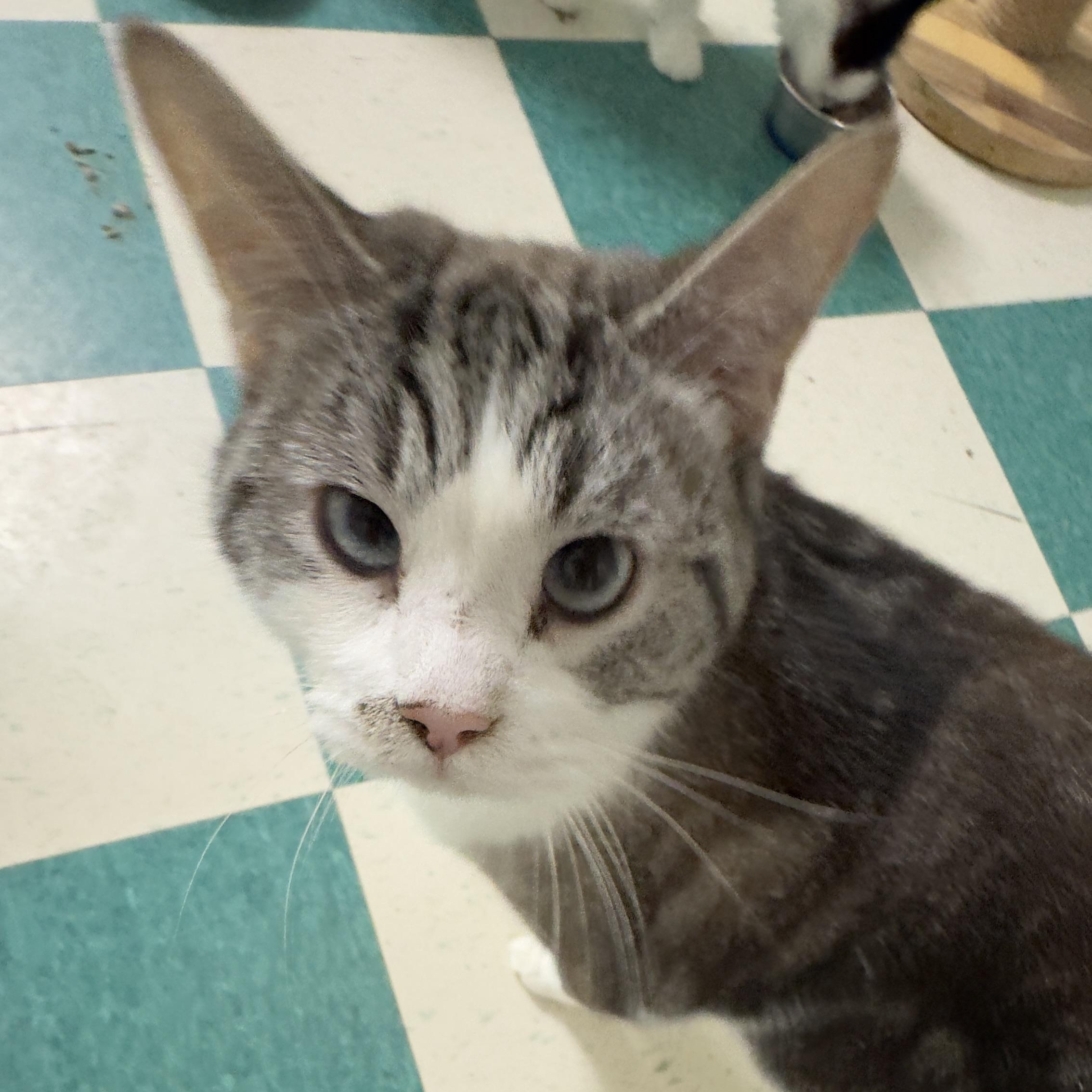 Enlarge Salam, a Adopted Calico in Lancaster, SC image 1/1