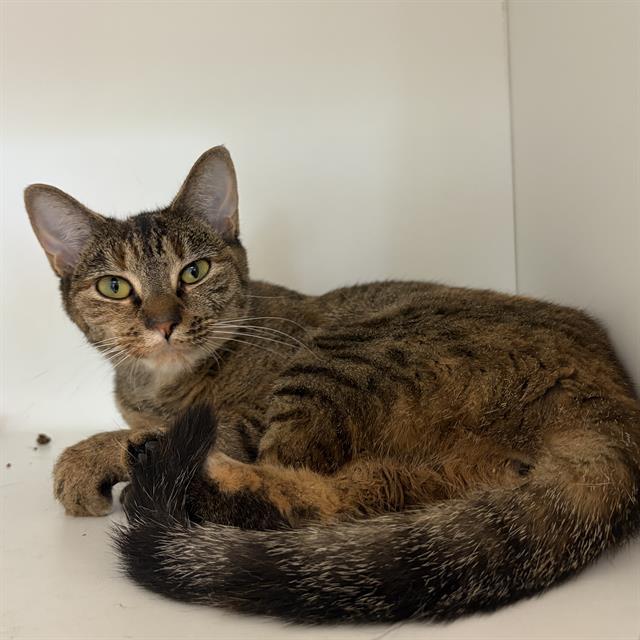 MOVELLY, Adoptable, Adult Female Domestic Short Hair.