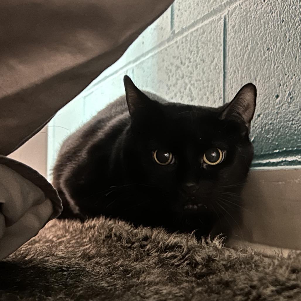 Marina, Adoptable, Adult Female Domestic Short Hair.