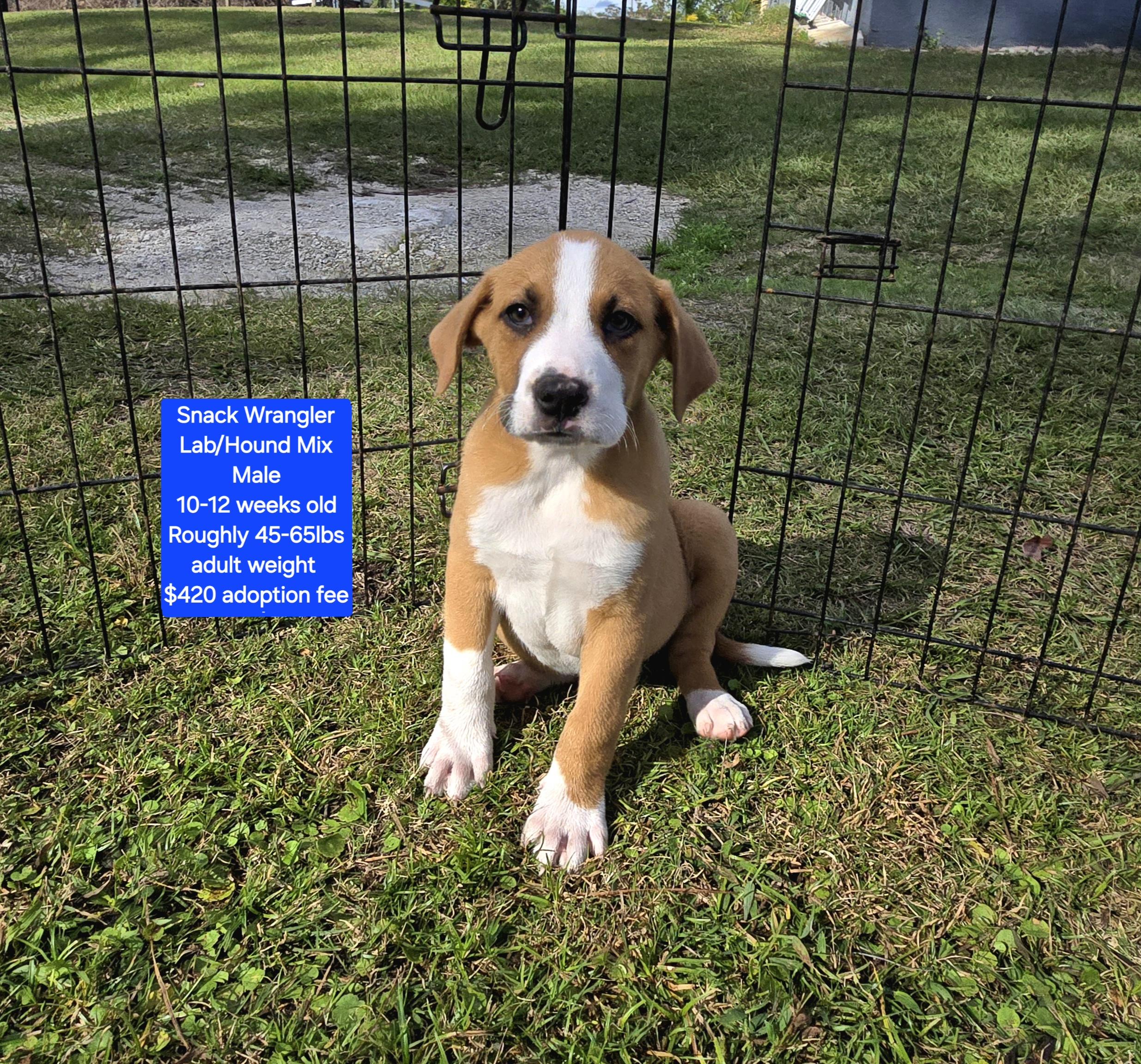 Enlarge Snack Wrangler, a ADOPTABLE mixed breed in Oviedo, FL image 1/1
