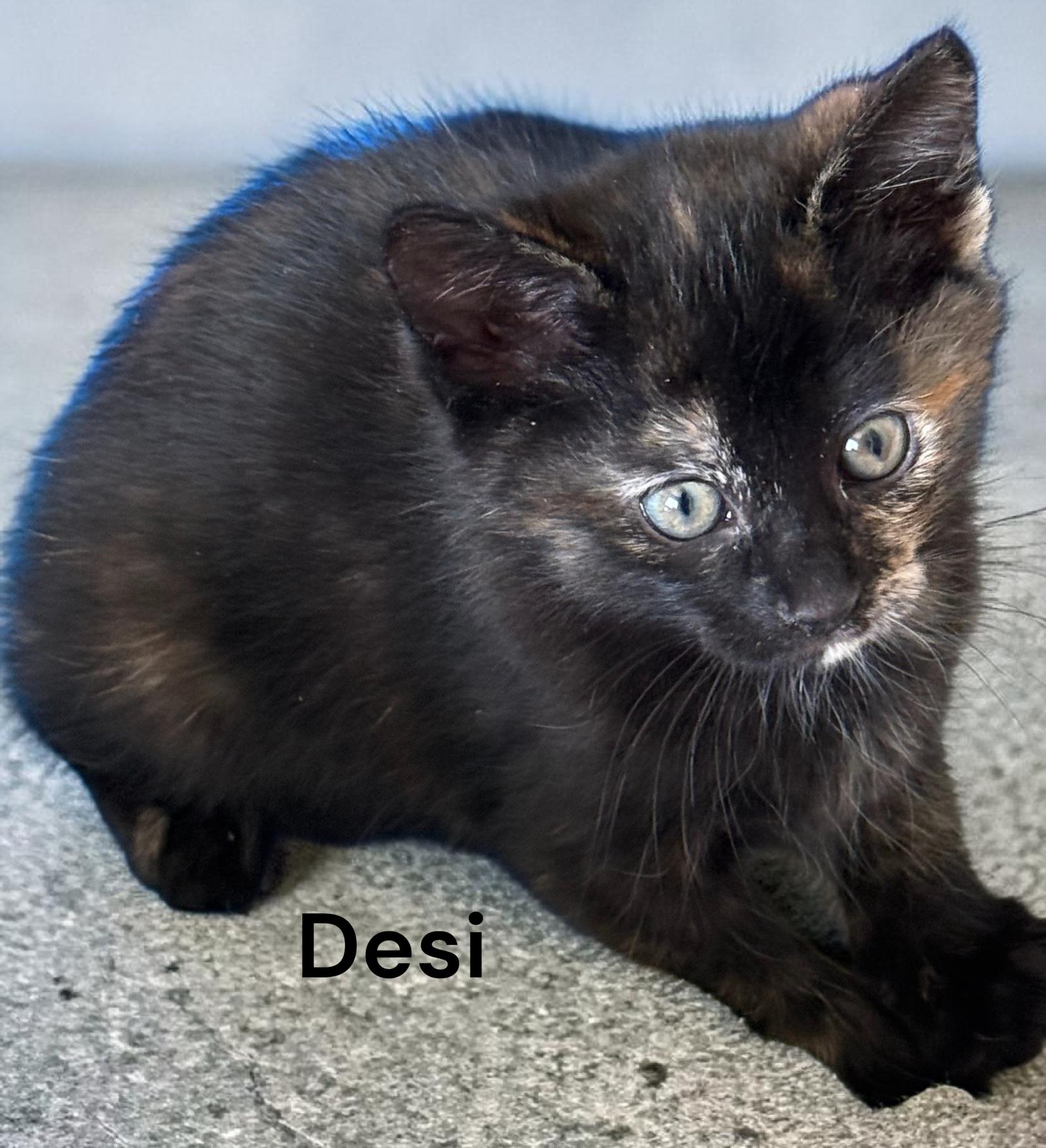 Desi, a Adoptable Tortoiseshell in Newport News, VA image 3/3