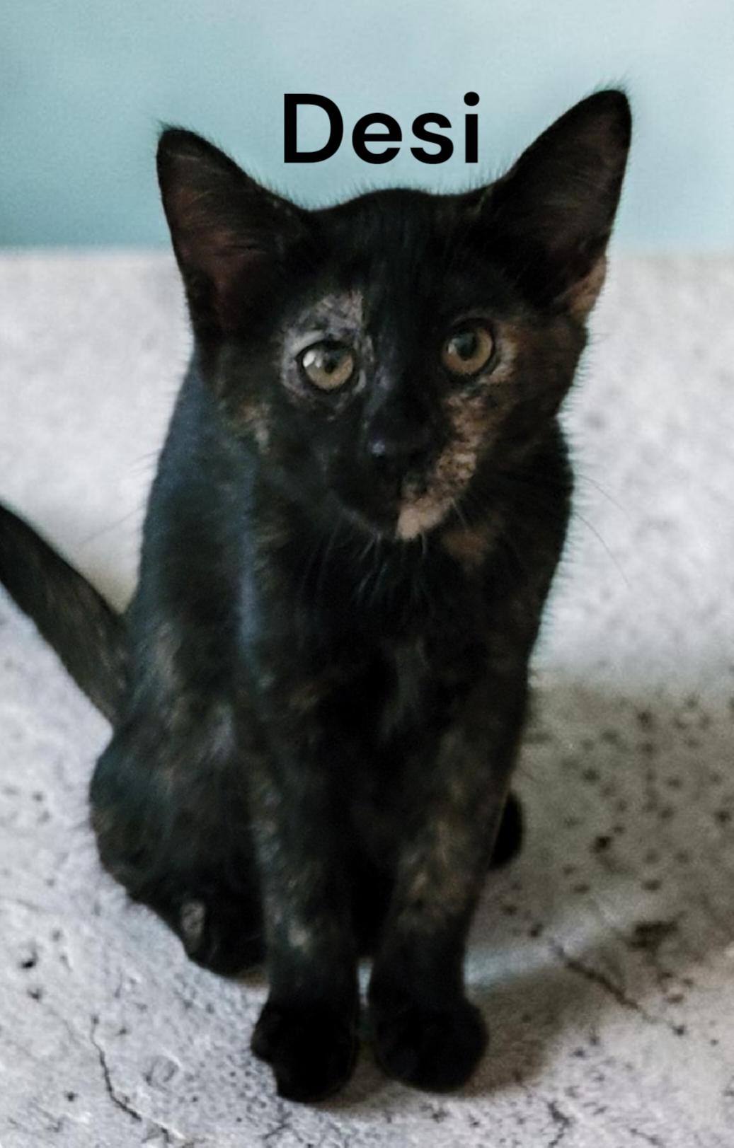 Desi, a Adoptable Tortoiseshell in Newport News, VA image 1/3