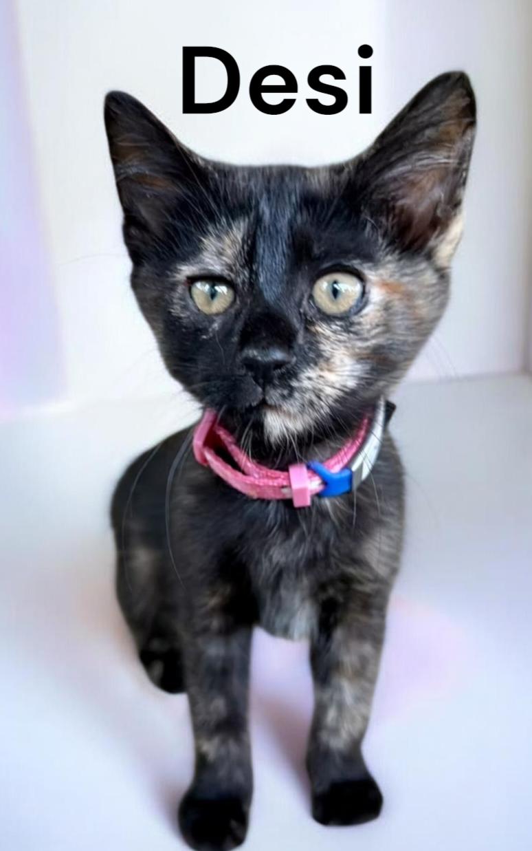 Desi, a Adoptable Tortoiseshell in Newport News, VA image 2/3