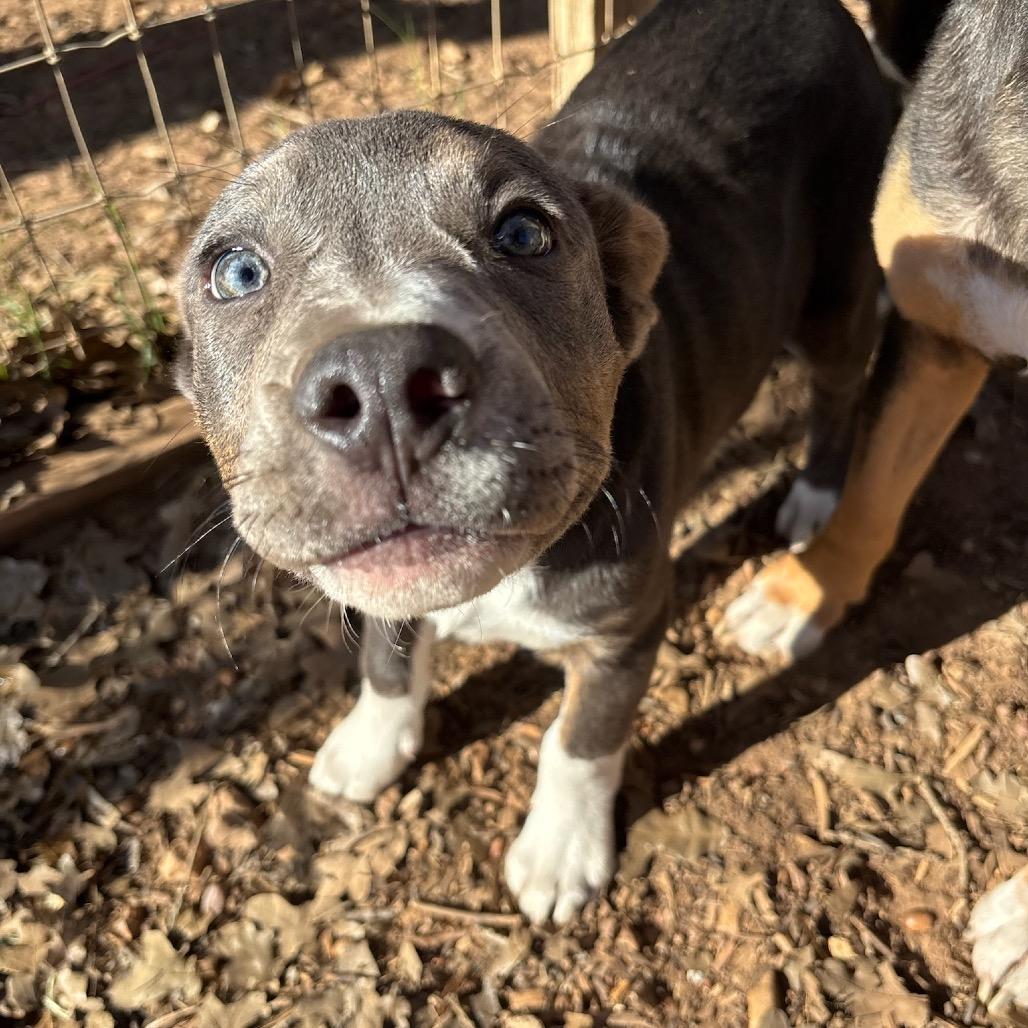 Enlarge Cheyanne, a Adoptable American Staffordshire Terrier in Cedar Creek, TX image 1/1