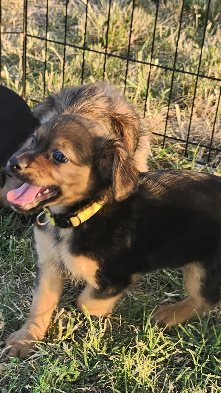 Hannah Montana, an adopted mixed breed in Tuttle, OK image 3/3