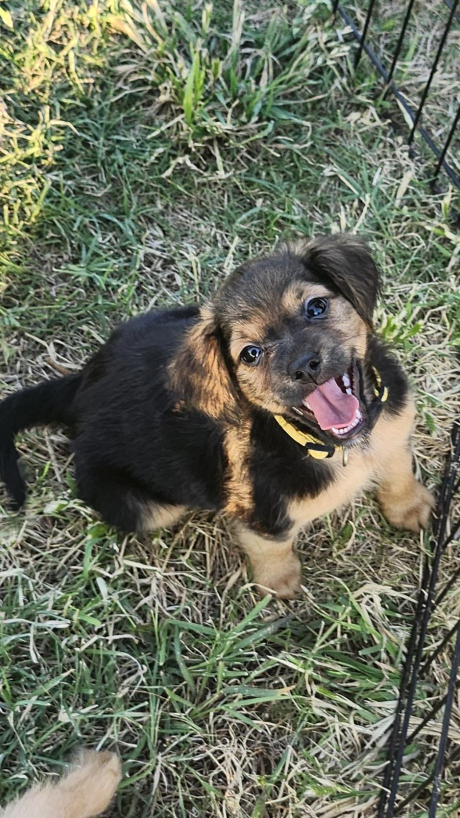 Hannah Montana, an adopted mixed breed in Tuttle, OK image 1/3
