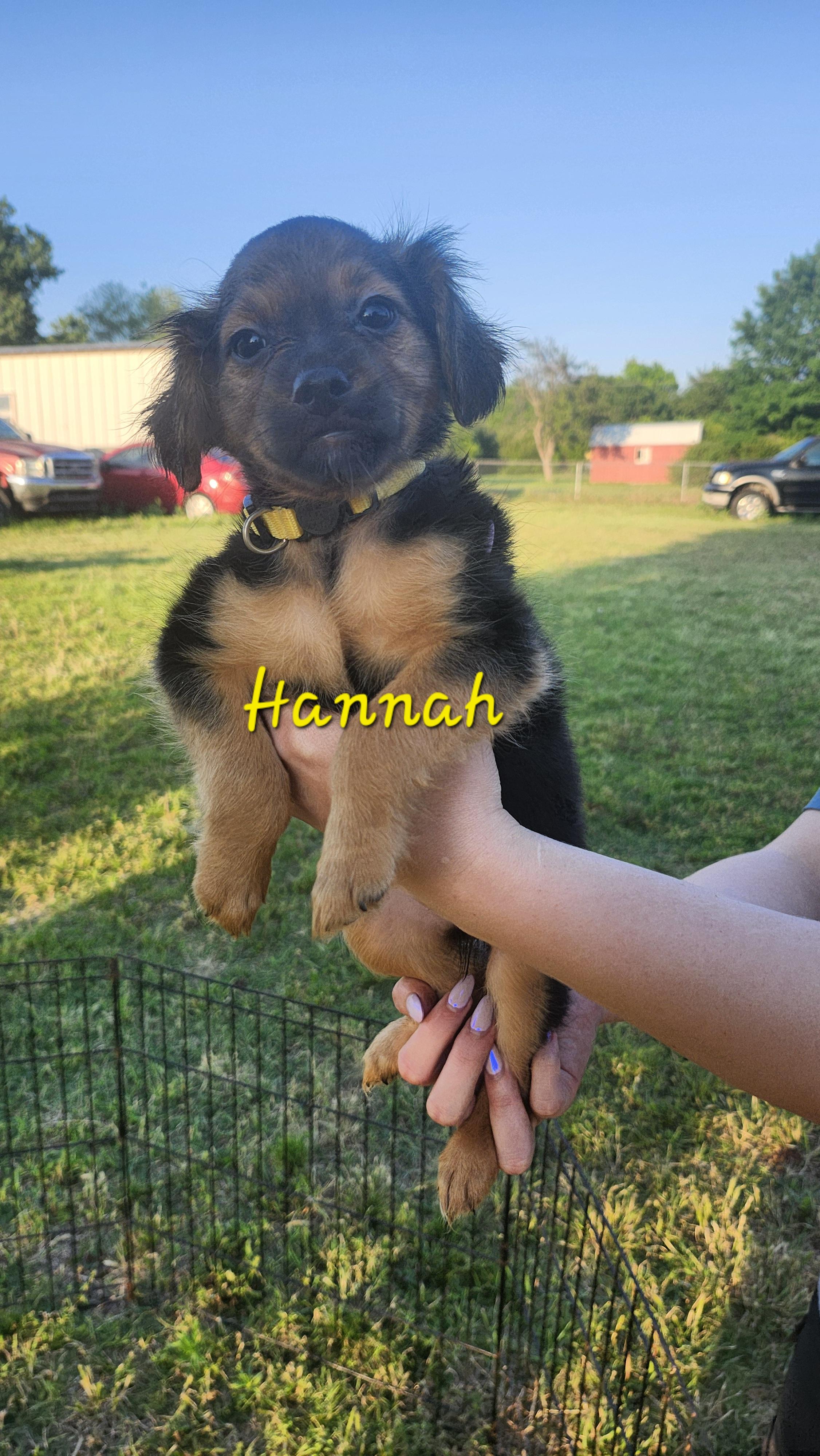 Hannah Montana, an adopted mixed breed in Tuttle, OK image 2/3