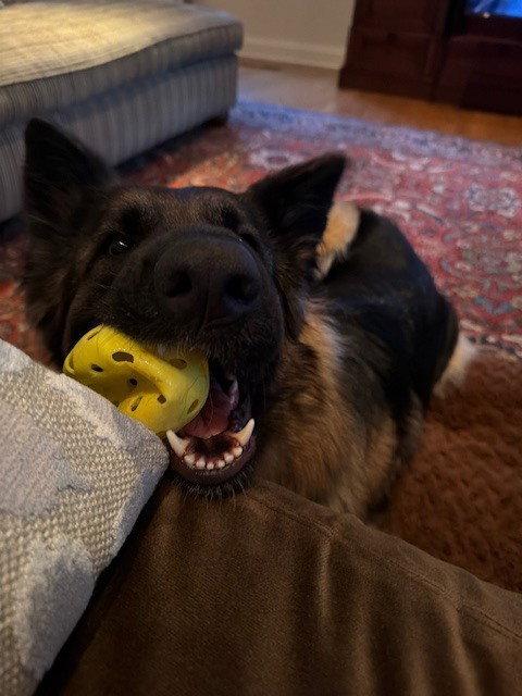 Enlarge Akira, a Adoptable German Shepherd Dog in Cupertino, CA image 2/3