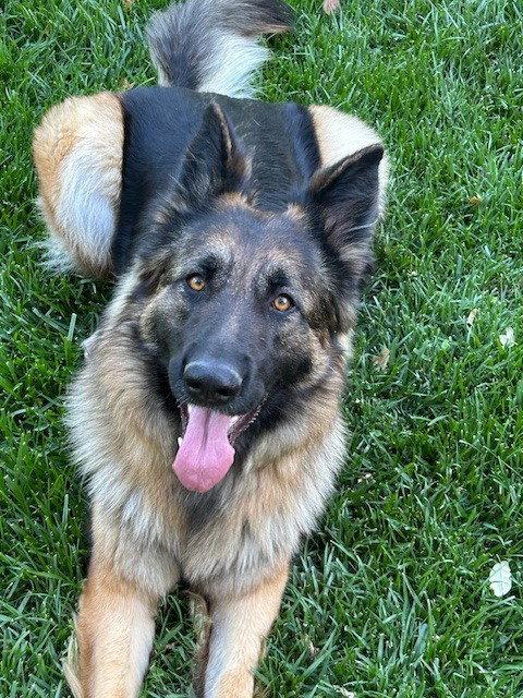 Enlarge Akira, a Adoptable German Shepherd Dog in Cupertino, CA image 3/3