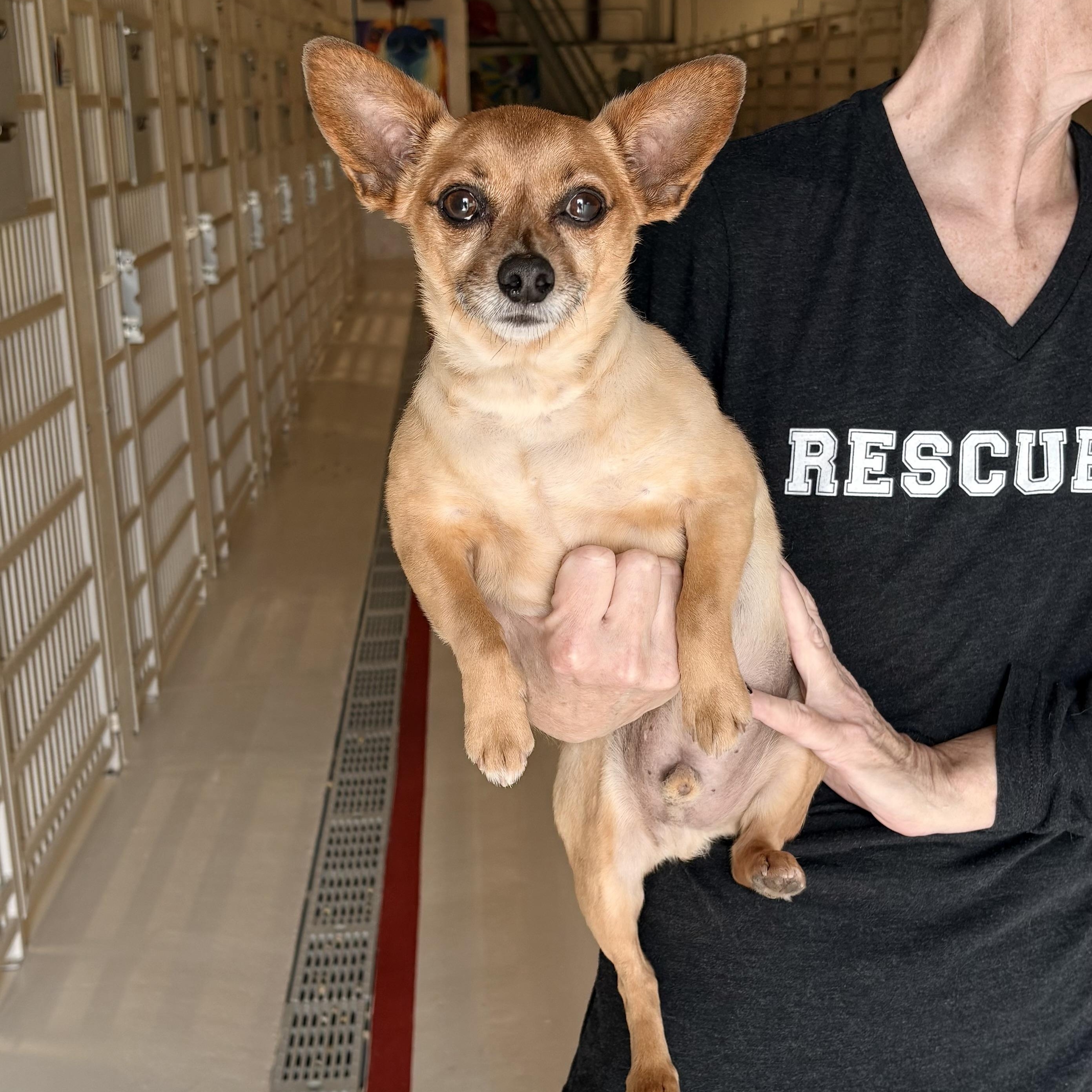 Moby, adopted, Adult Male Chihuahua & Pug.