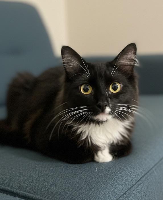 Enlarge Magic, a Adoptable Domestic Long Hair in Vashon, WA image 1/1