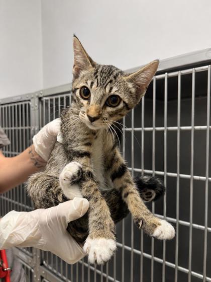 Opossum, Adoptable, Kitten Male Domestic Short Hair.