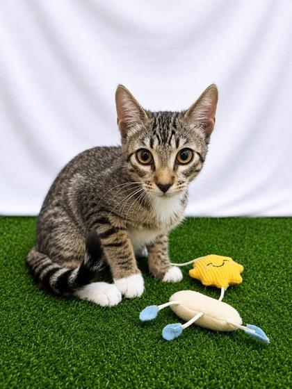 Opossum, a Adoptable mixed breed in Covington, LA image 2/2
