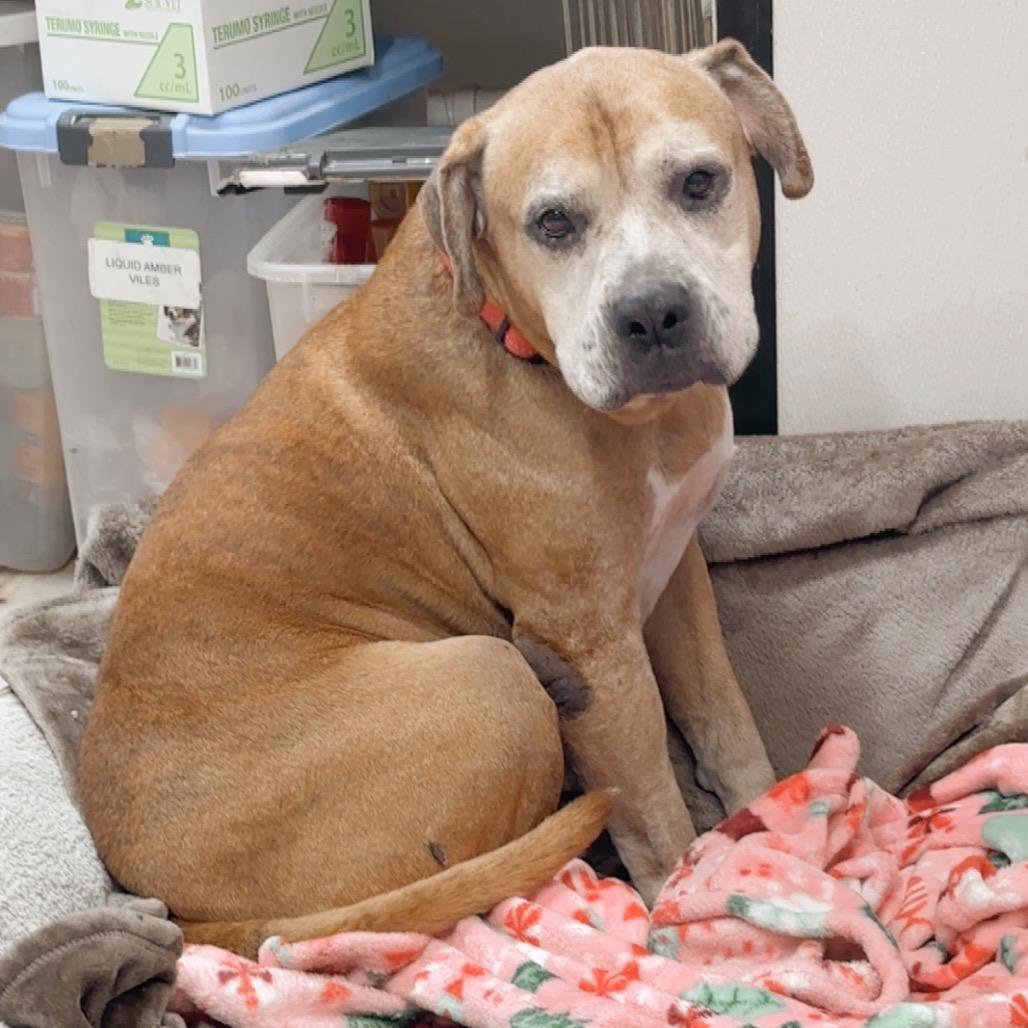Mugsy, Adoptable, Senior Male Mixed Breed.