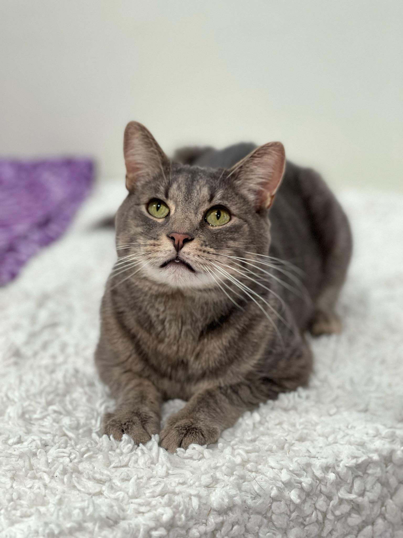 Enlarge Poppy, a Adoptable Domestic Short Hair in Old Saybrook, CT image 1/6