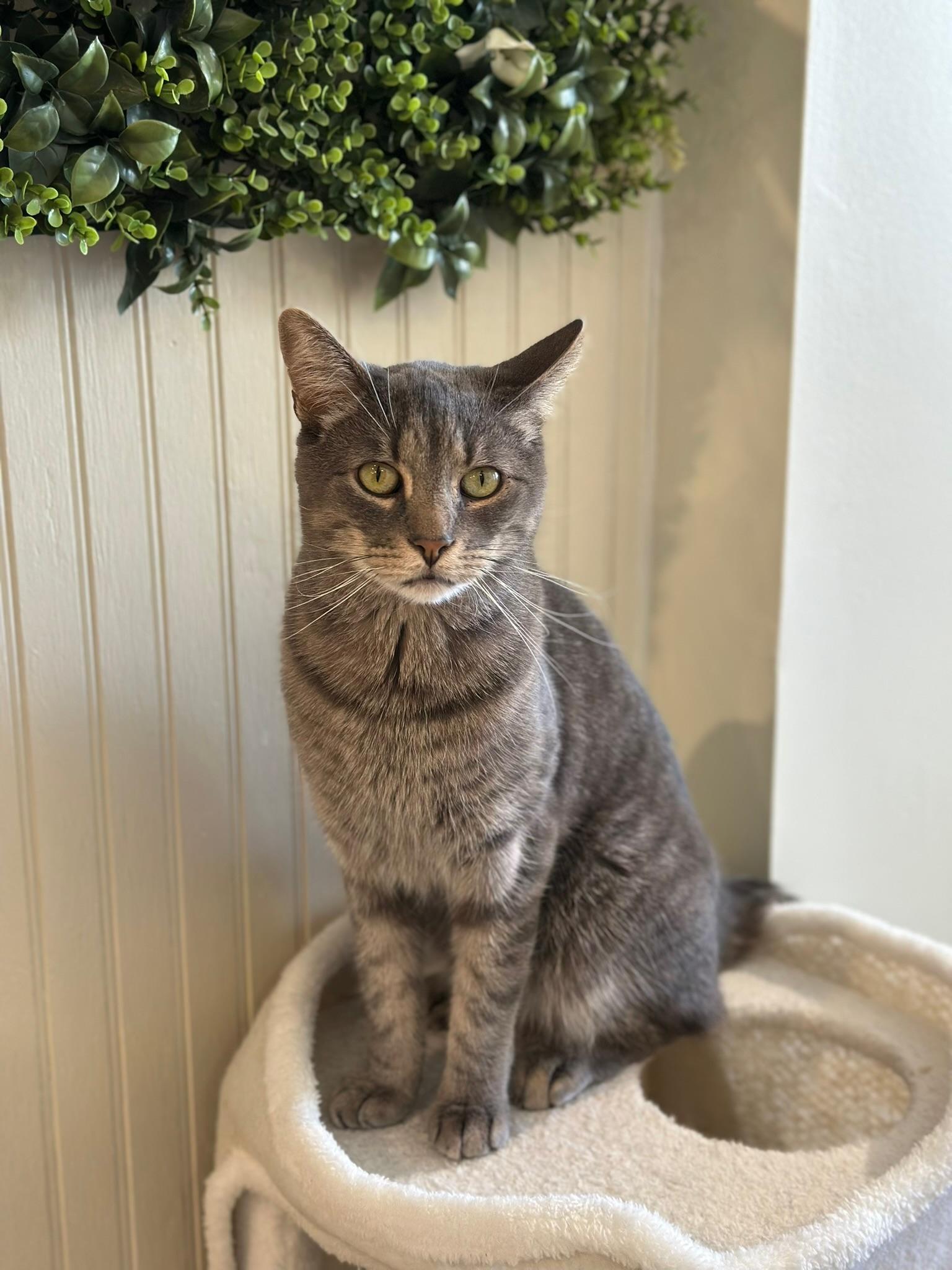 Enlarge Poppy, a Adoptable Domestic Short Hair in Old Saybrook, CT image 2/6