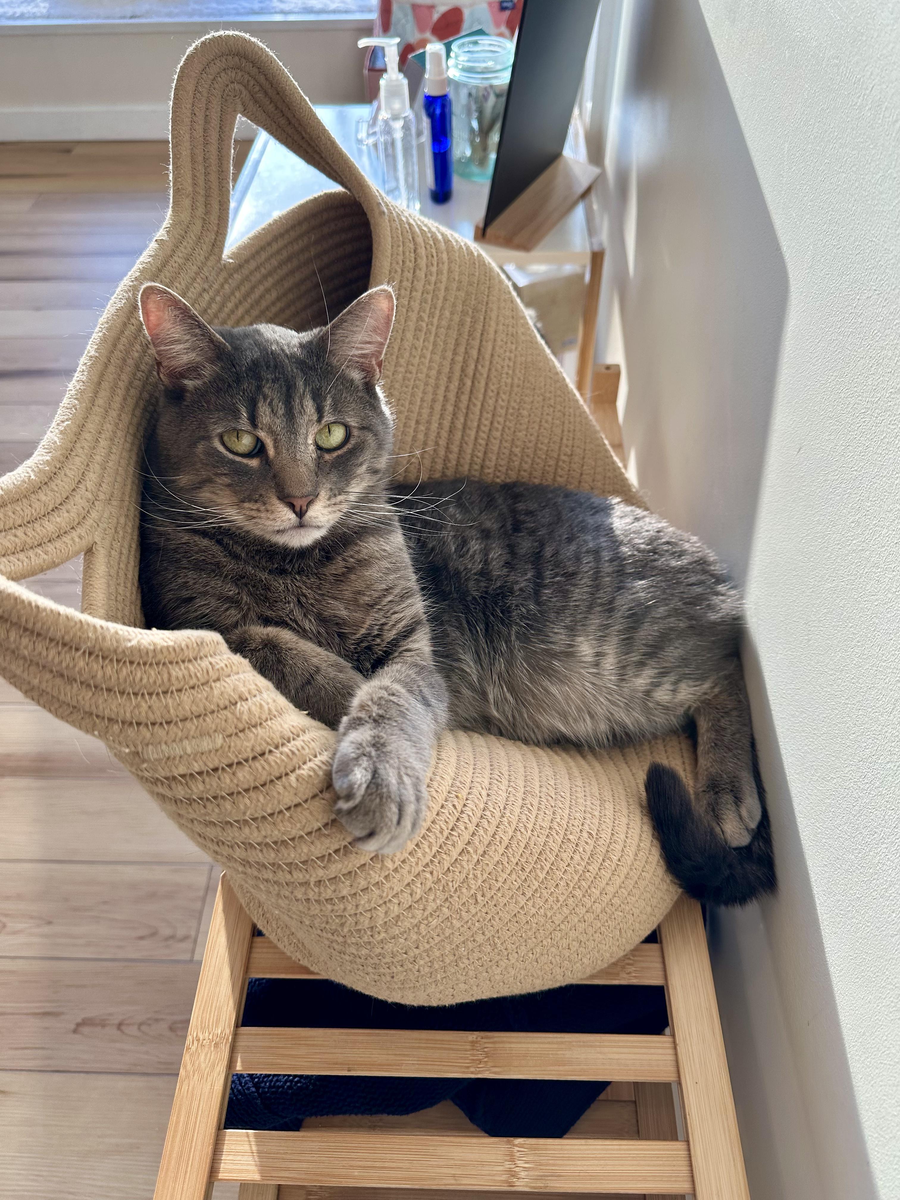 Enlarge Poppy, a Adoptable Domestic Short Hair in Old Saybrook, CT image 4/6