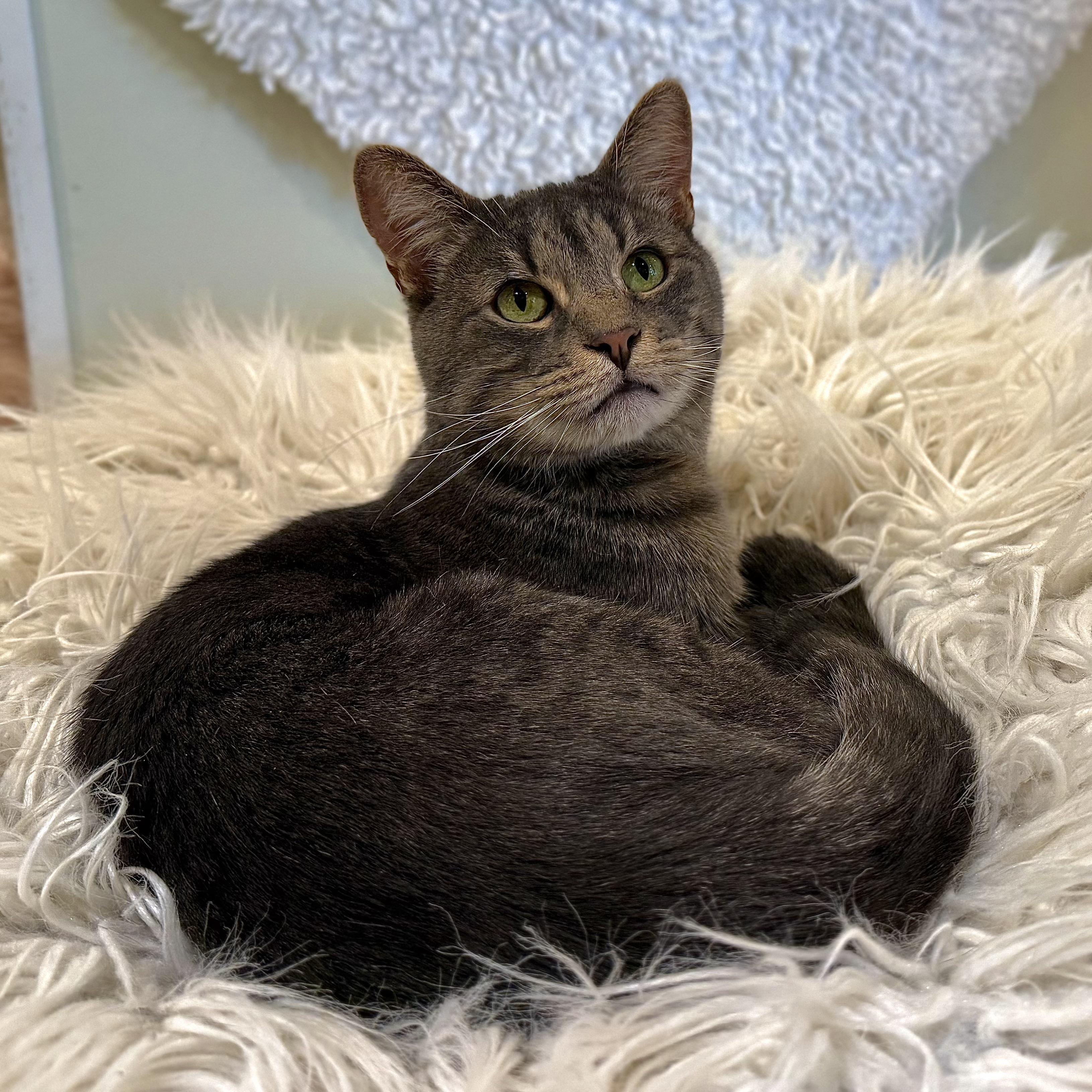 Enlarge Poppy, a Adoptable Domestic Short Hair in Old Saybrook, CT image 6/6