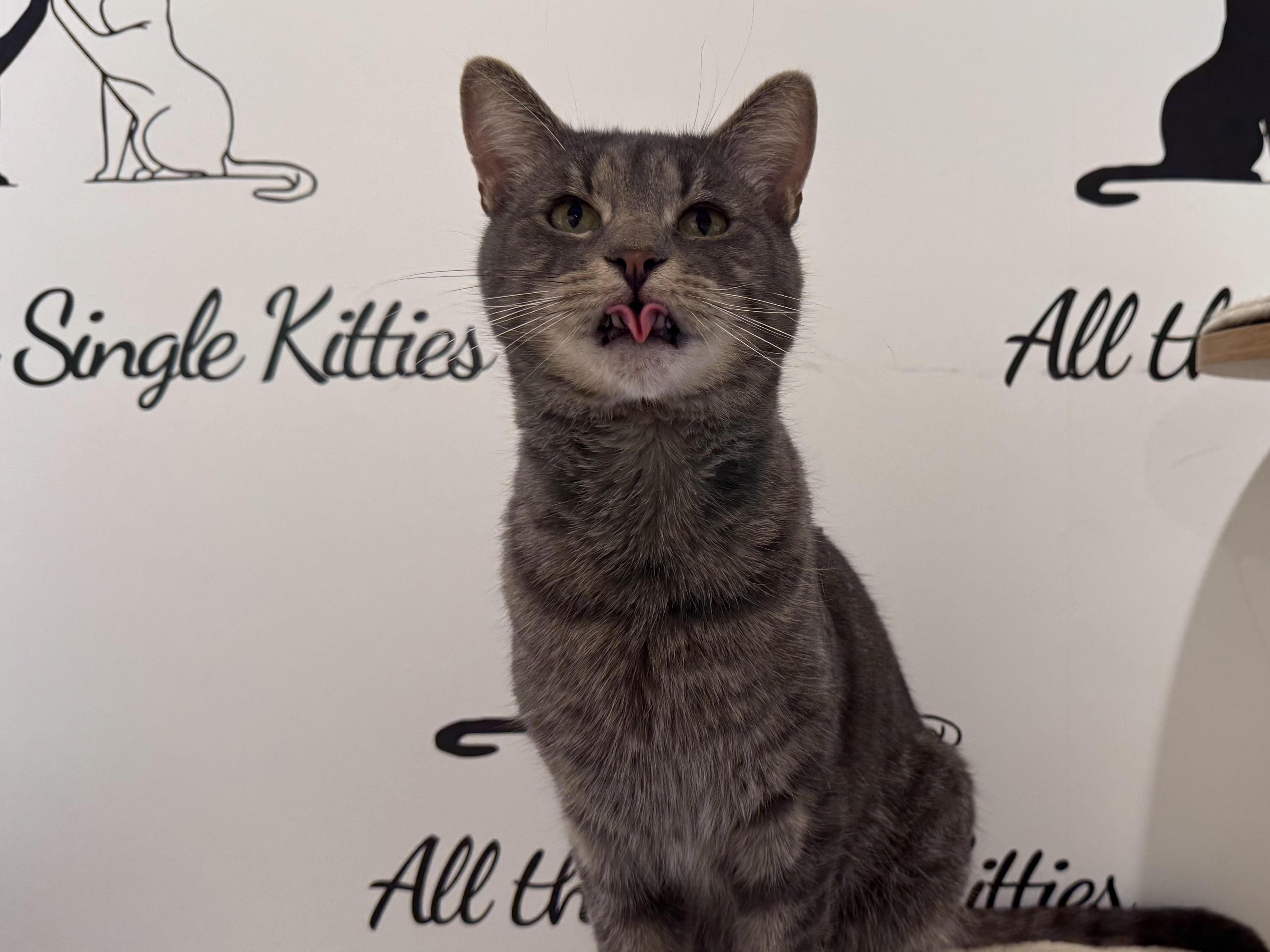 Enlarge Poppy, a Adoptable Domestic Short Hair in Old Saybrook, CT image 3/6