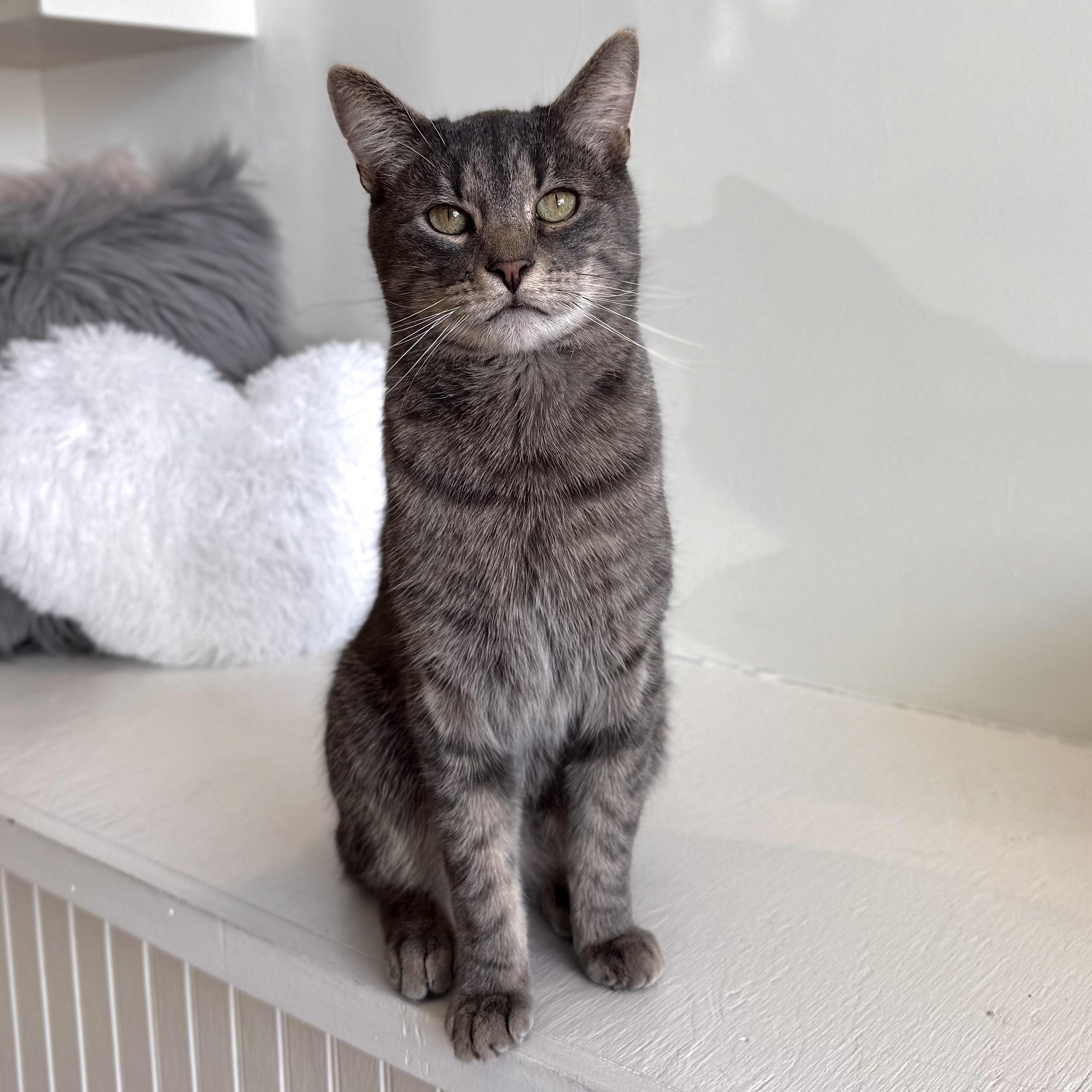 Enlarge Poppy, a Adoptable Domestic Short Hair in Old Saybrook, CT image 5/6