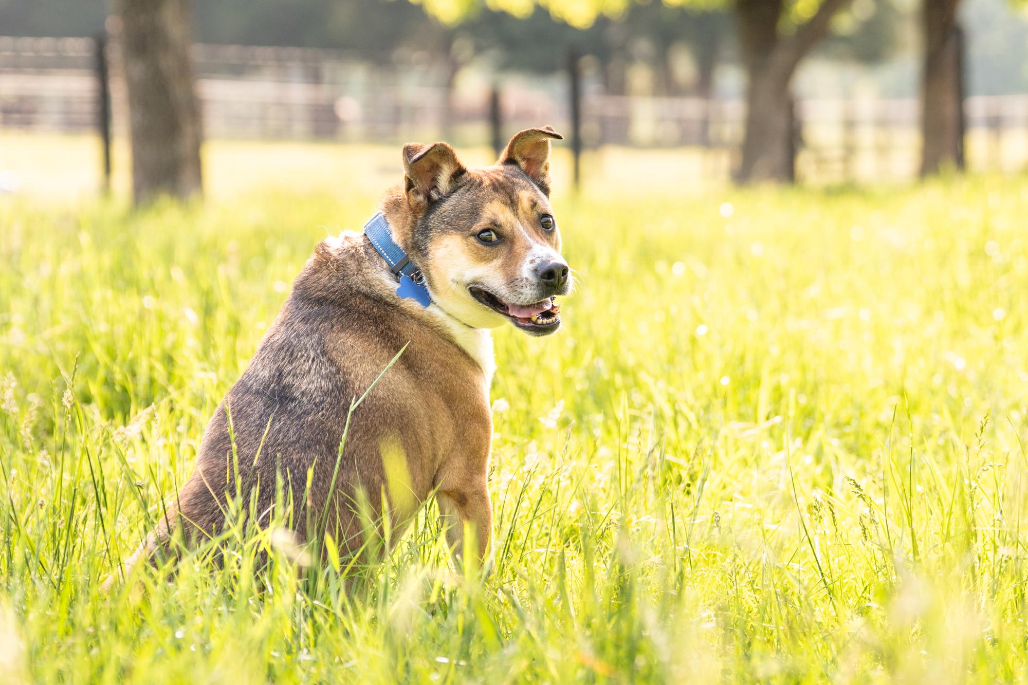 Stella, a Adoptable mixed breed in Louisa, VA image 2/5