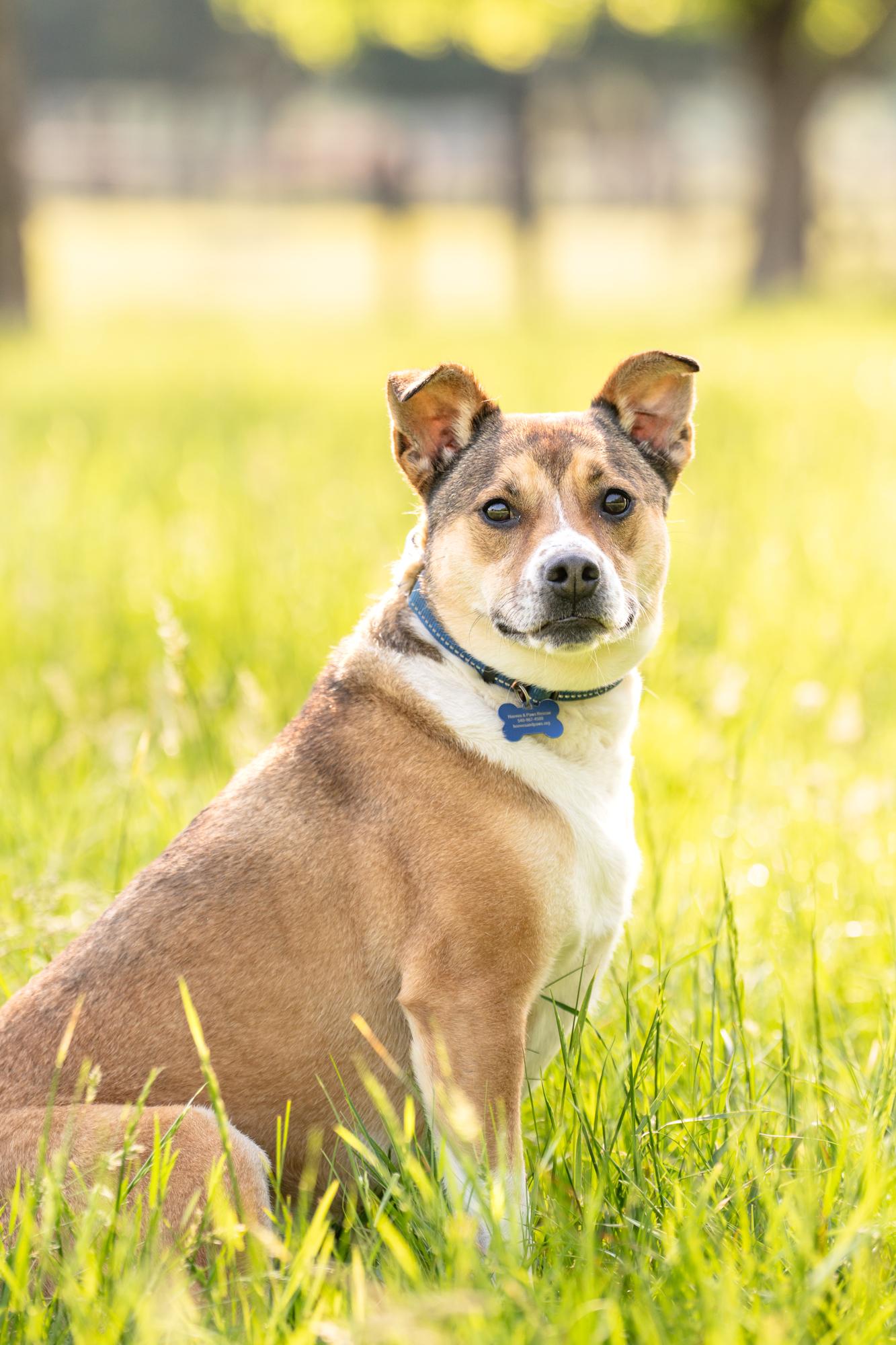 Stella, a Adoptable mixed breed in Louisa, VA image 1/5