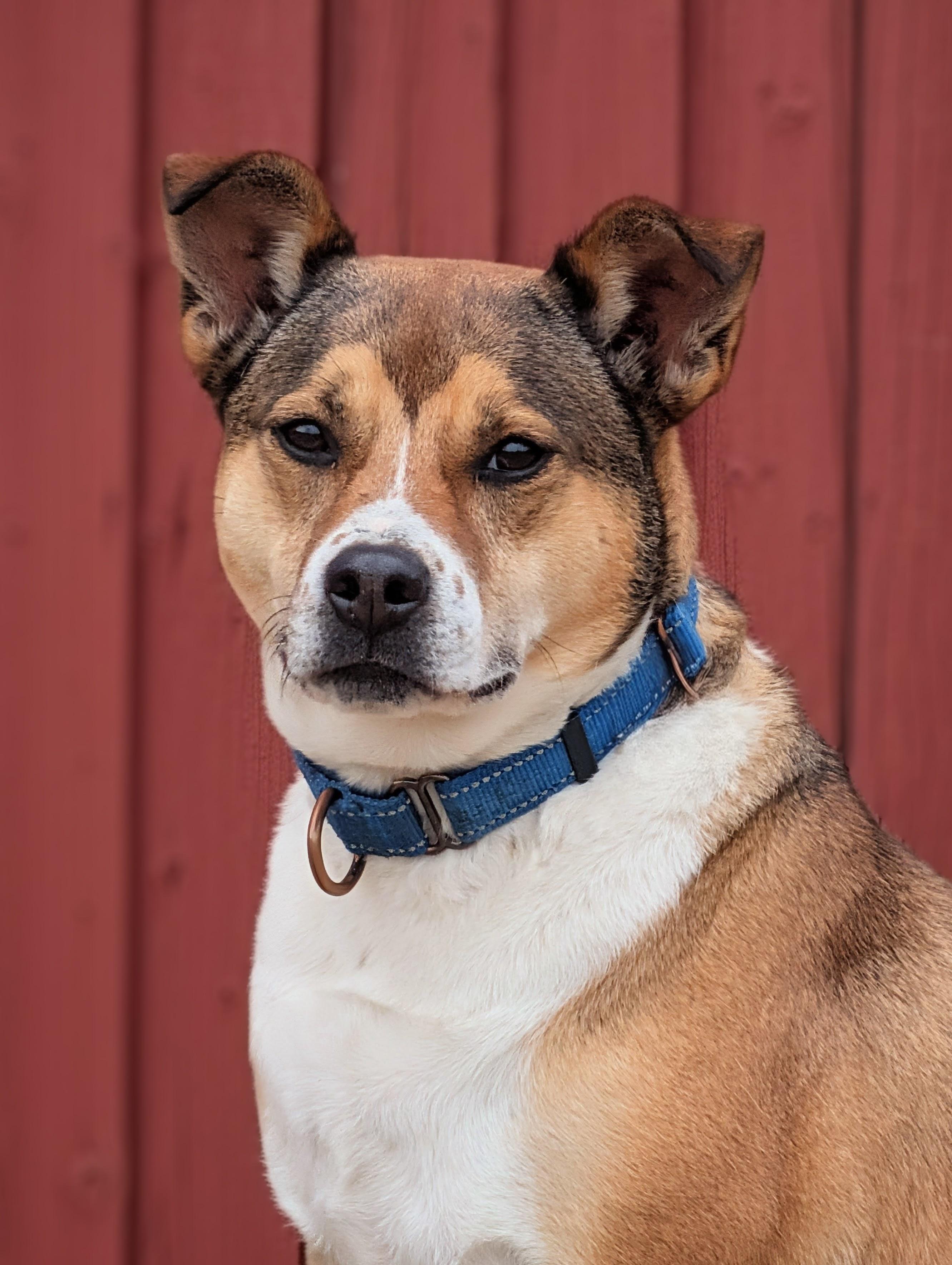 Stella, Adoptable, Adult Female Australian Cattle Dog / Blue Heeler.