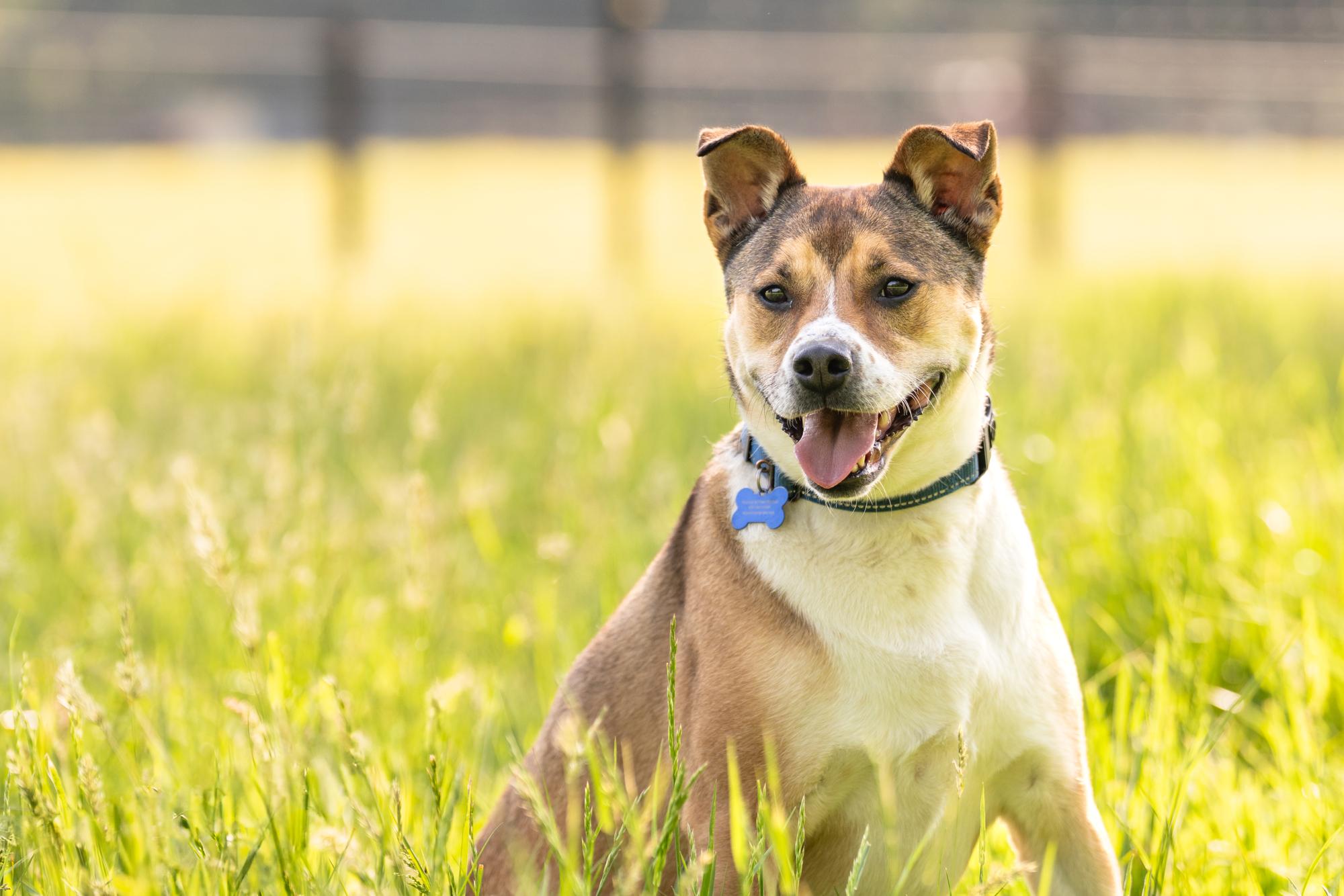 Stella, a Adoptable mixed breed in Louisa, VA image 3/5