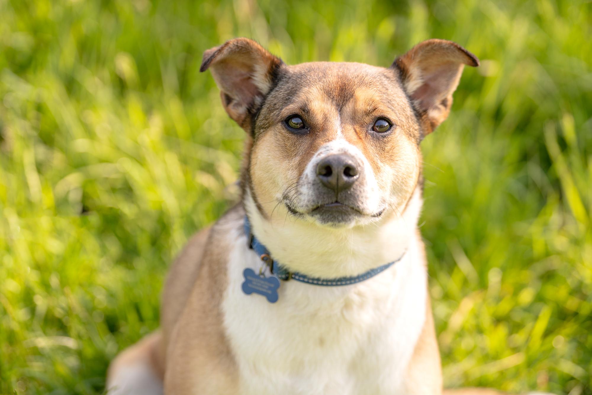 Stella, a Adoptable mixed breed in Louisa, VA image 4/5